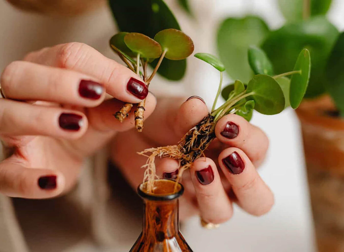 How to Propagate Plants