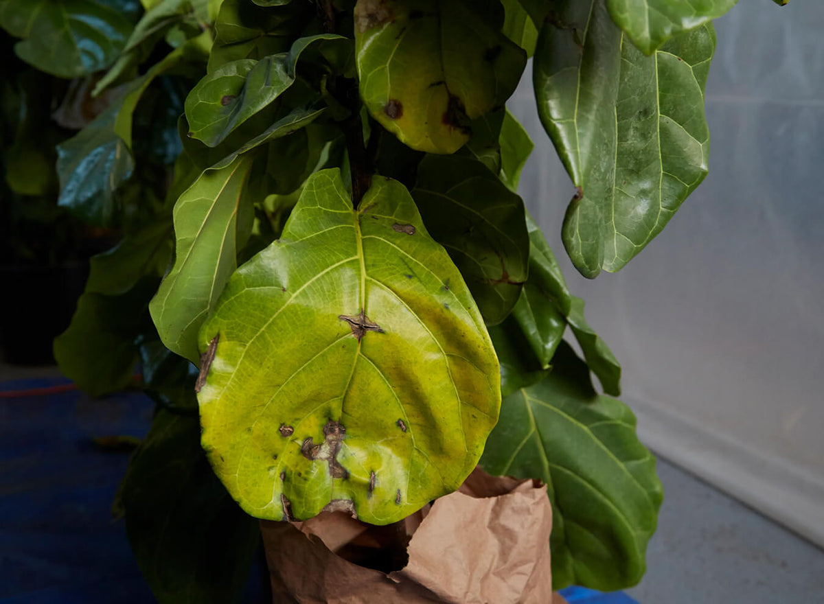 5 Causes For Your Plant’s Yellow Leaves