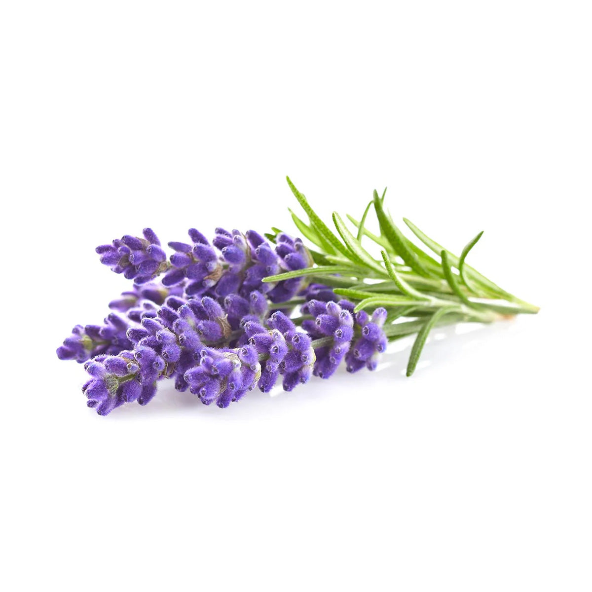 Fragrant Organic Purple Lavender