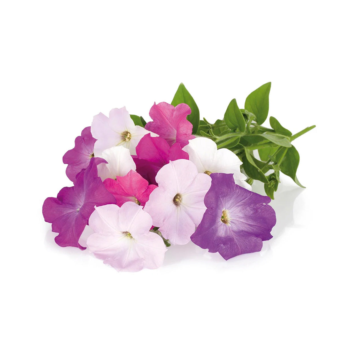 Premium Natural Colorful Petunia