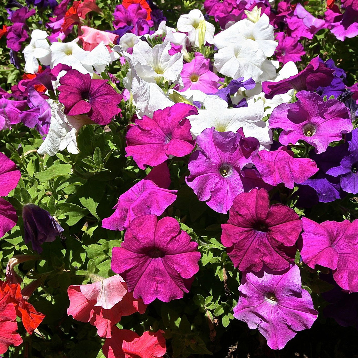 Premium Natural Colorful Petunia