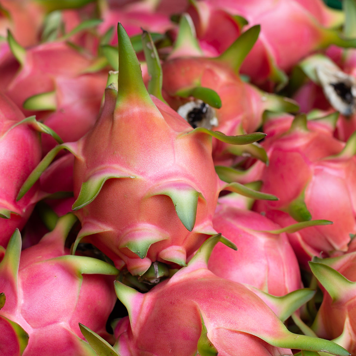 Organic Fresh Dragon Fruit Flavor