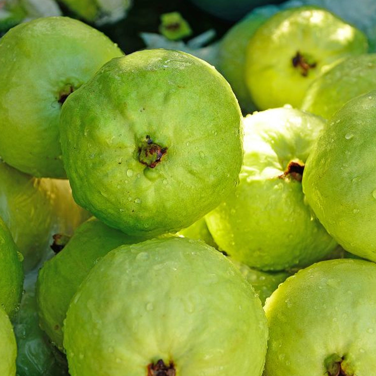 Pure Organic Juicy Guava Bliss