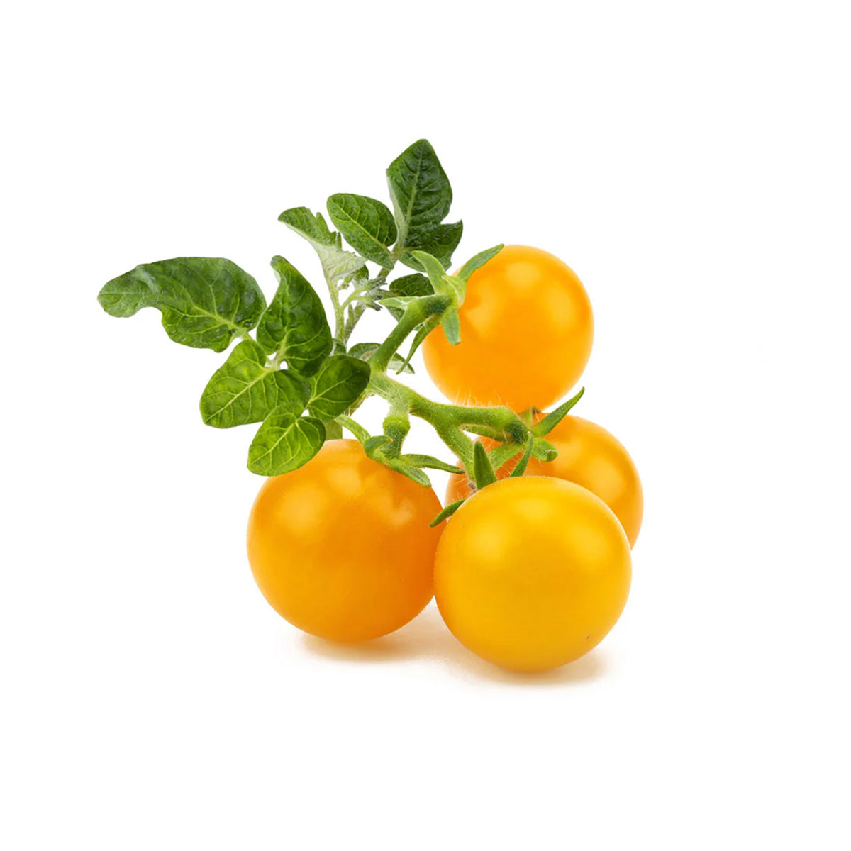Organic Fresh Yellow Tomato Flavor