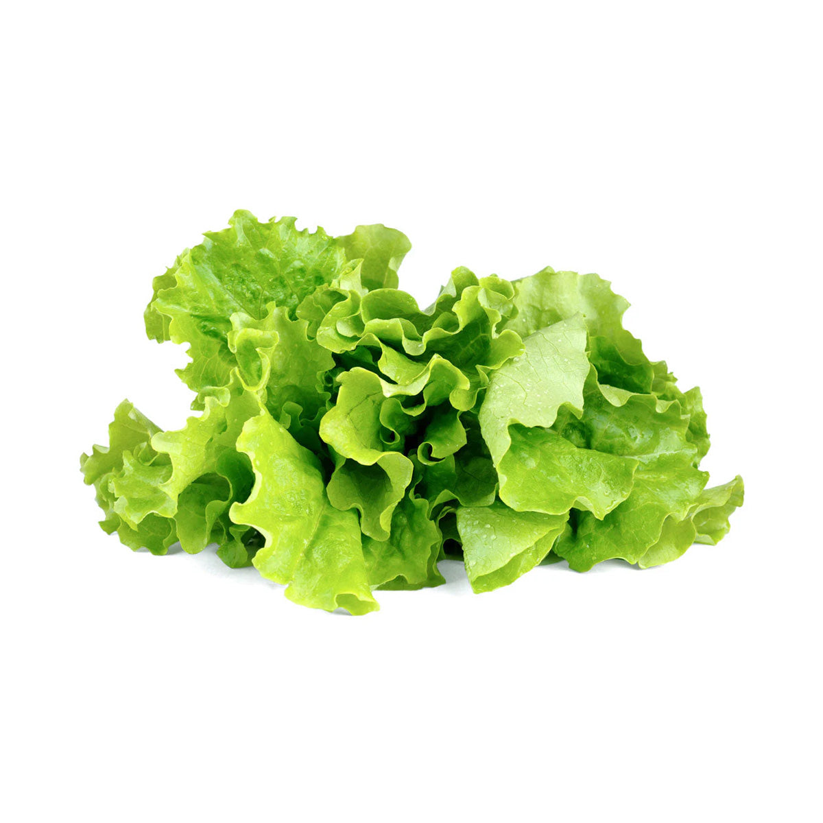 Organic Fresh Green Lettuce Leaves