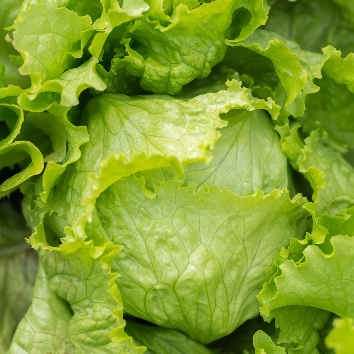 Organic Fresh Green Lettuce Leaves