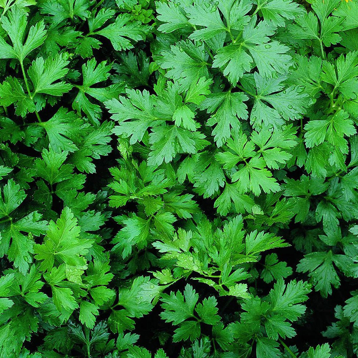 Natural Fresh Organic Parsley Flavor