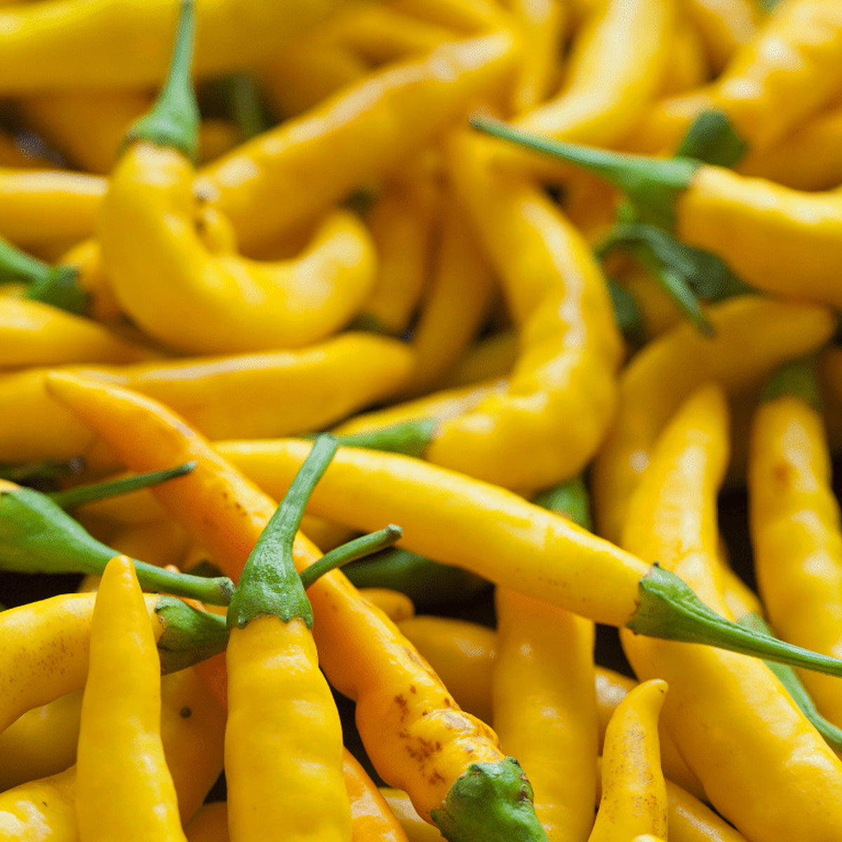 Tropical Sweet Yellow Chili Pepper