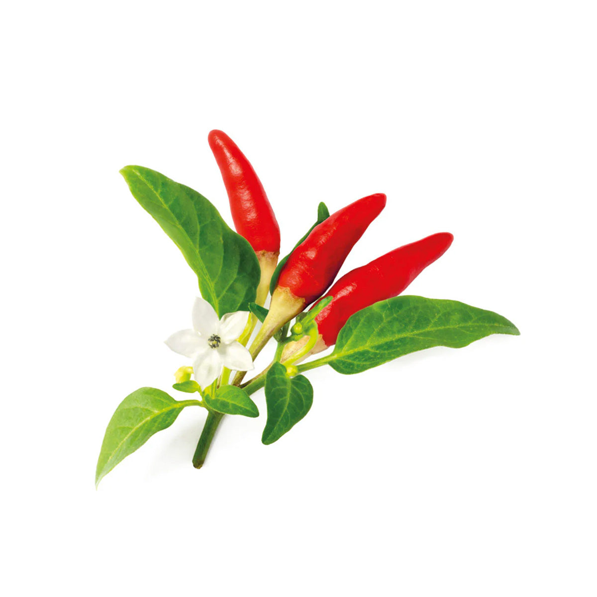 Premium Natural Spicy Red Chili