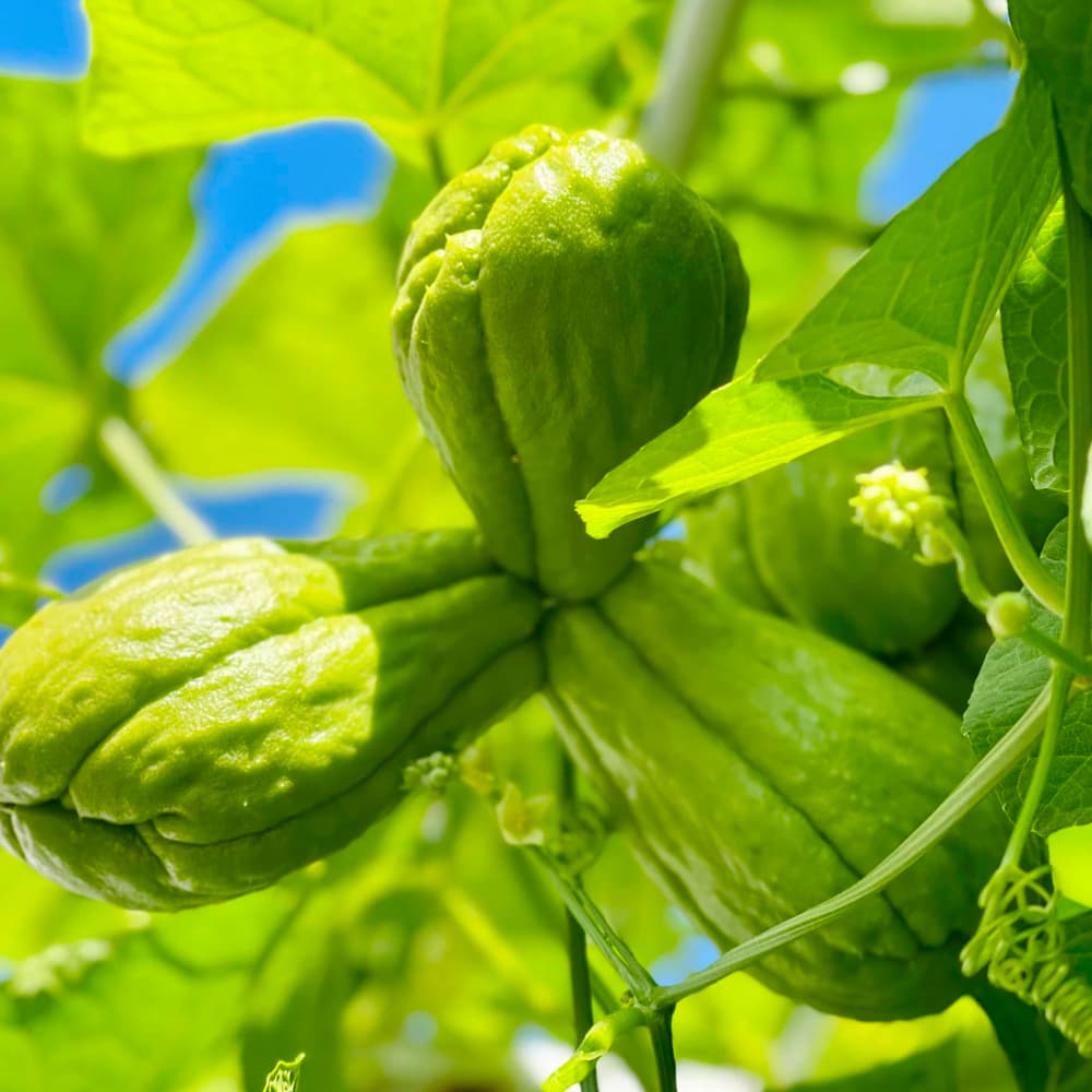 Fresh Organic Chayote From South China—1Kg