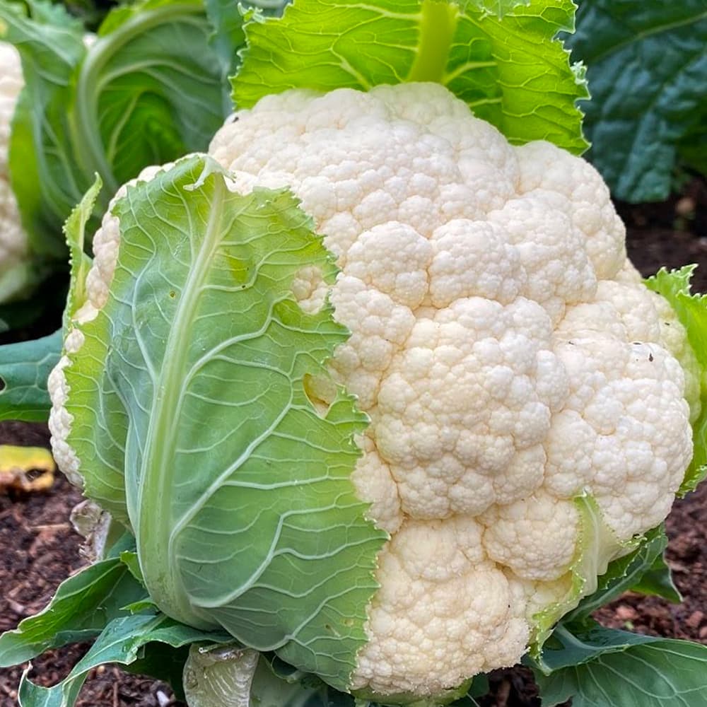 Vegetable Chappan Kaddu Seeds 001 Packs—1Kg