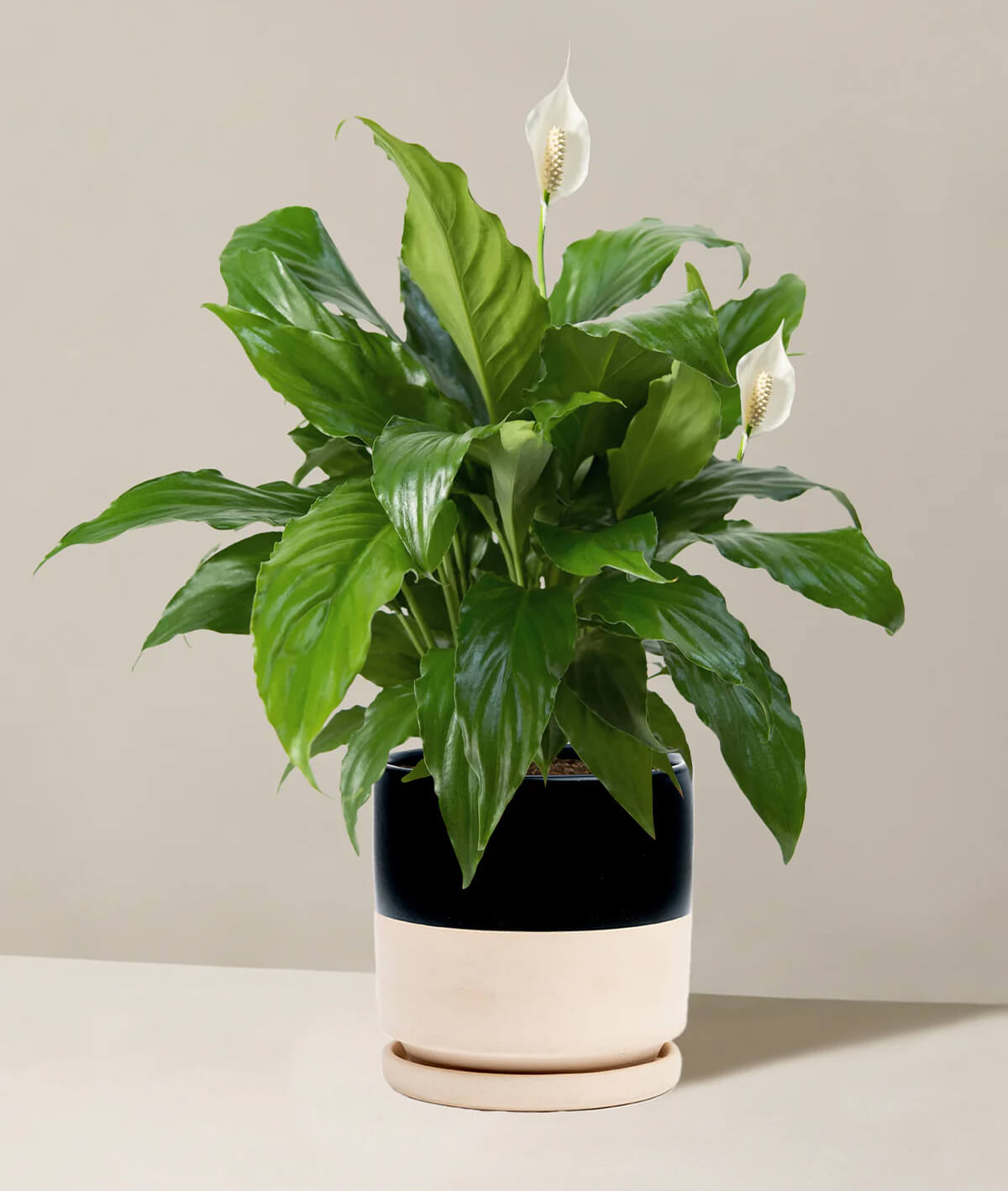 Peace Lily