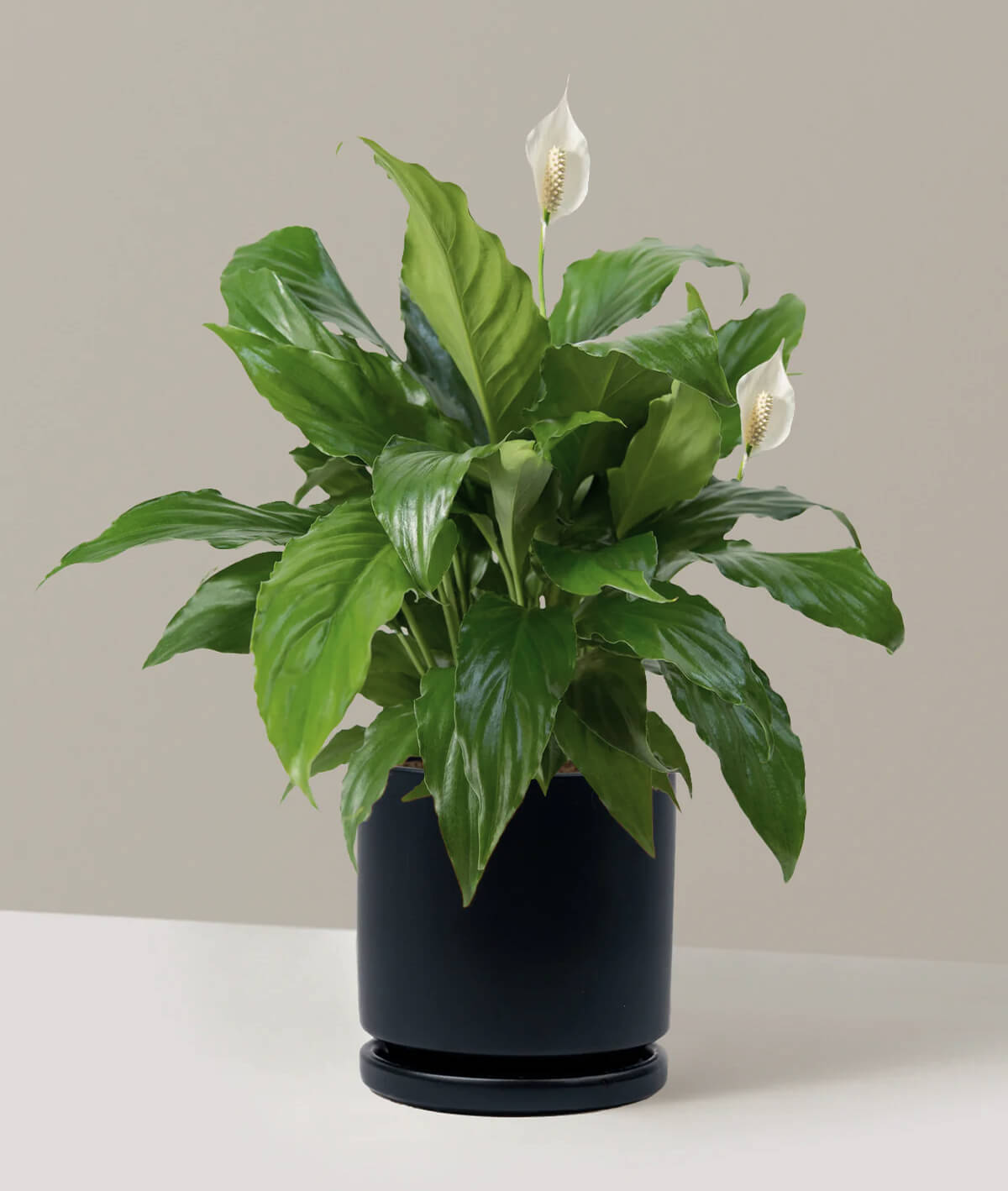 Peace Lily