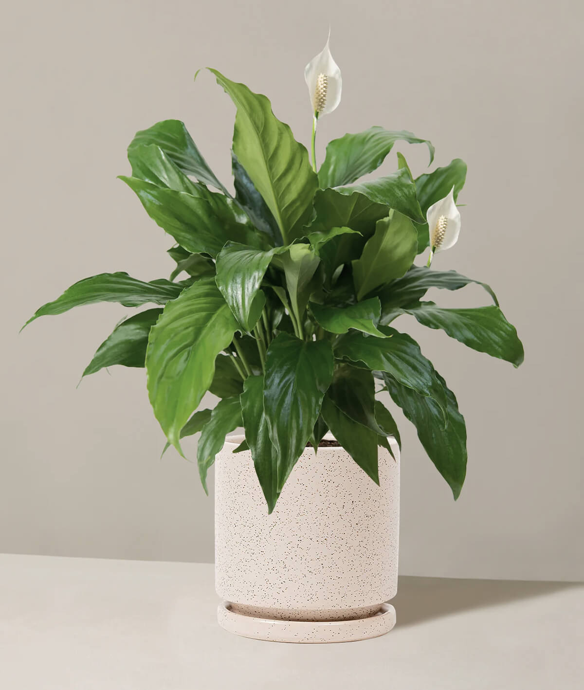 Peace Lily