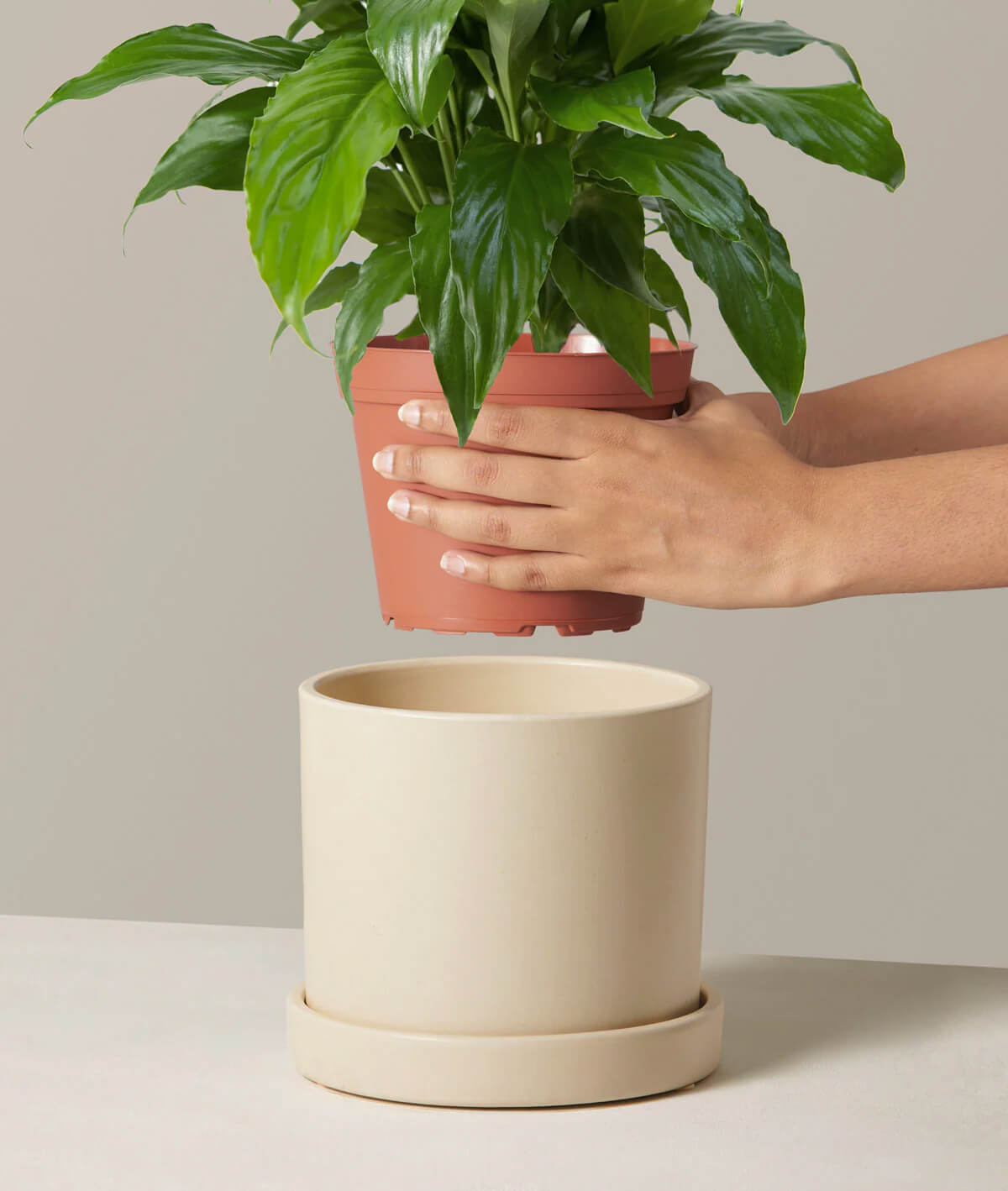 Peace Lily