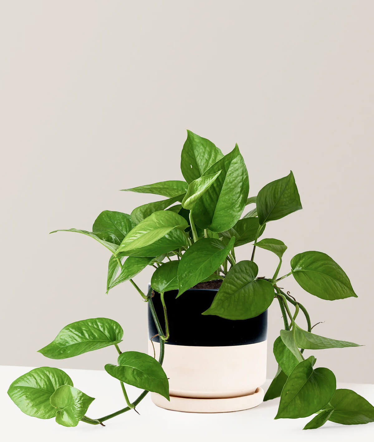 Monstera Deliciosa