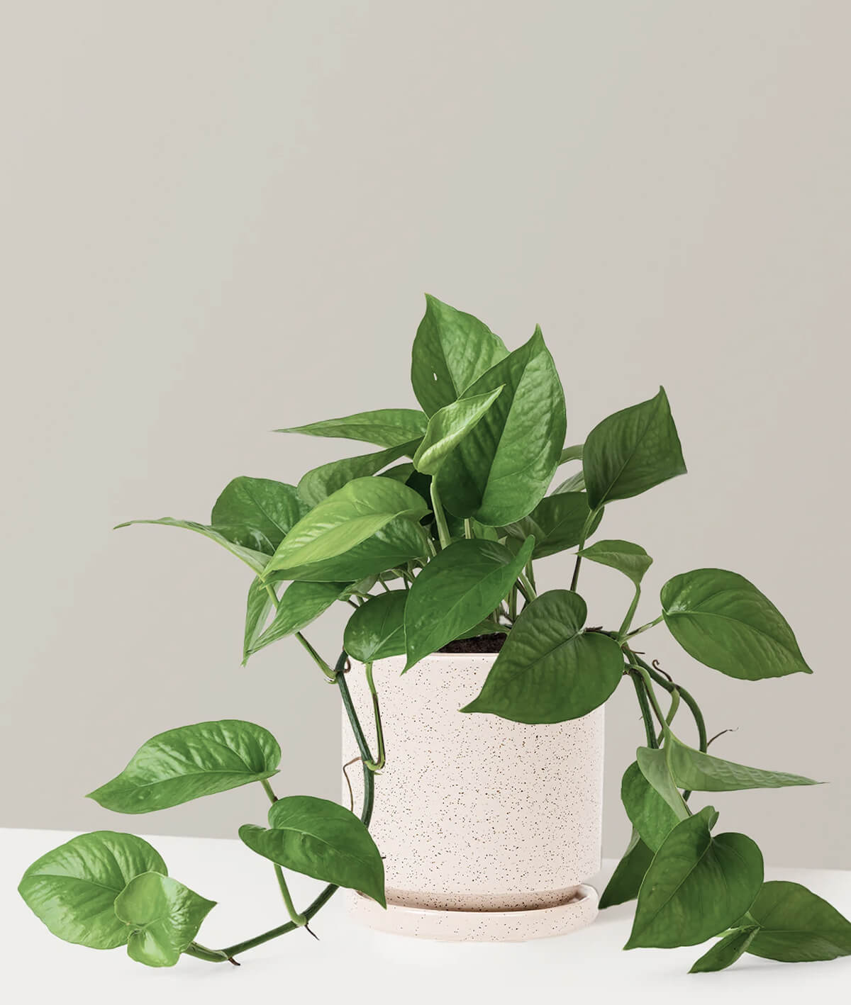 Monstera Deliciosa