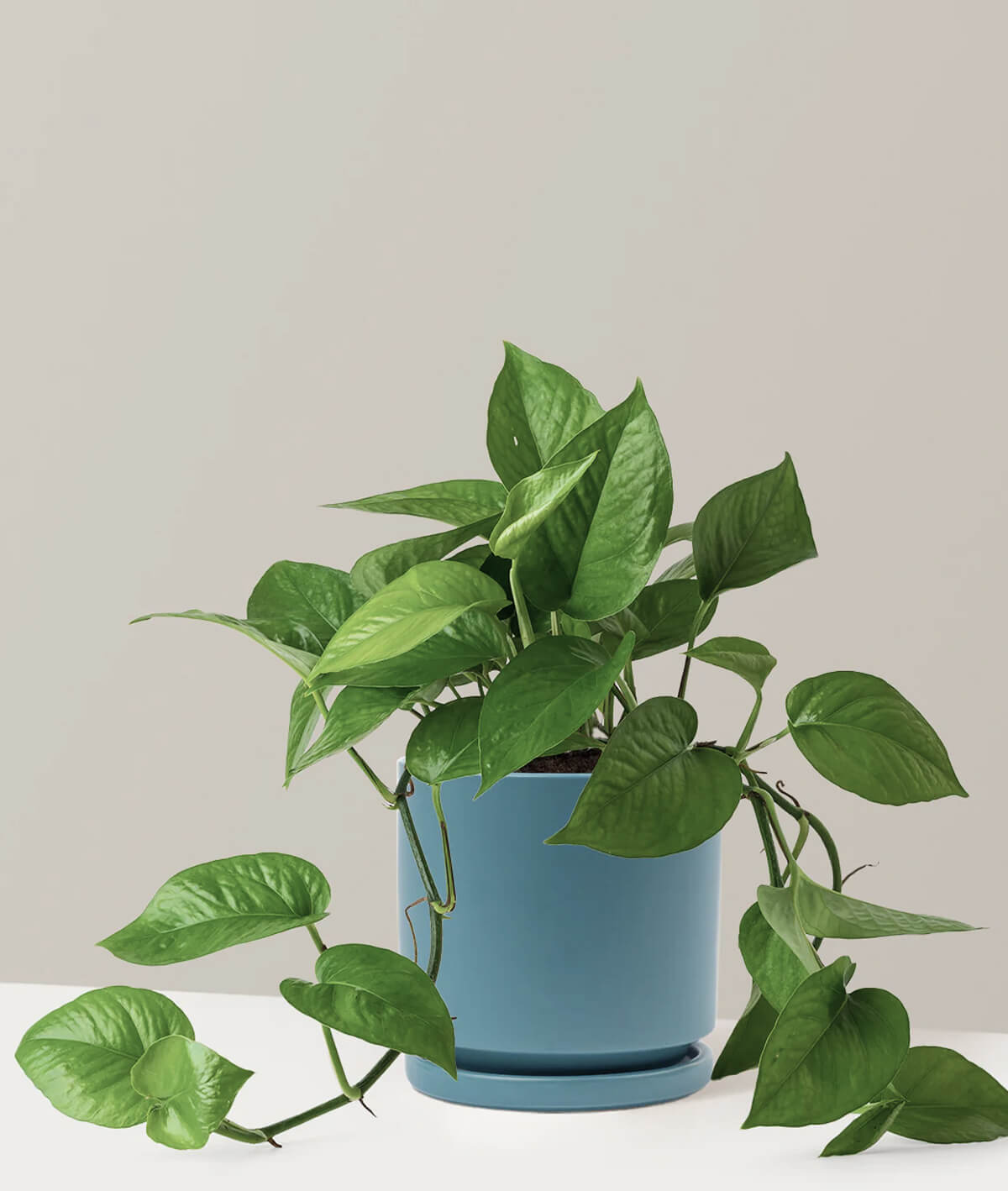 Monstera Deliciosa