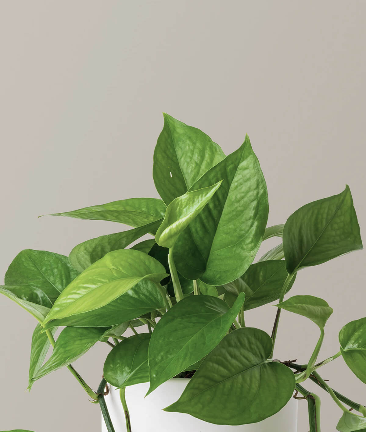 Monstera Deliciosa
