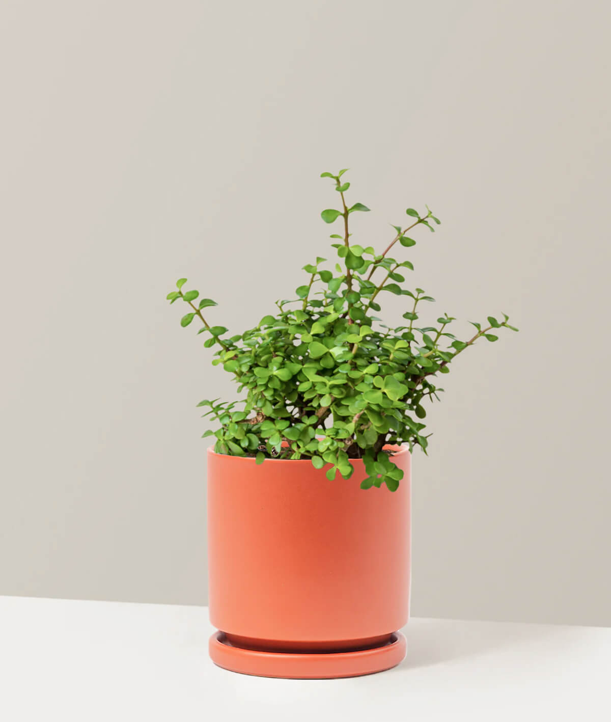 Elephant Bush Prosperity Plant