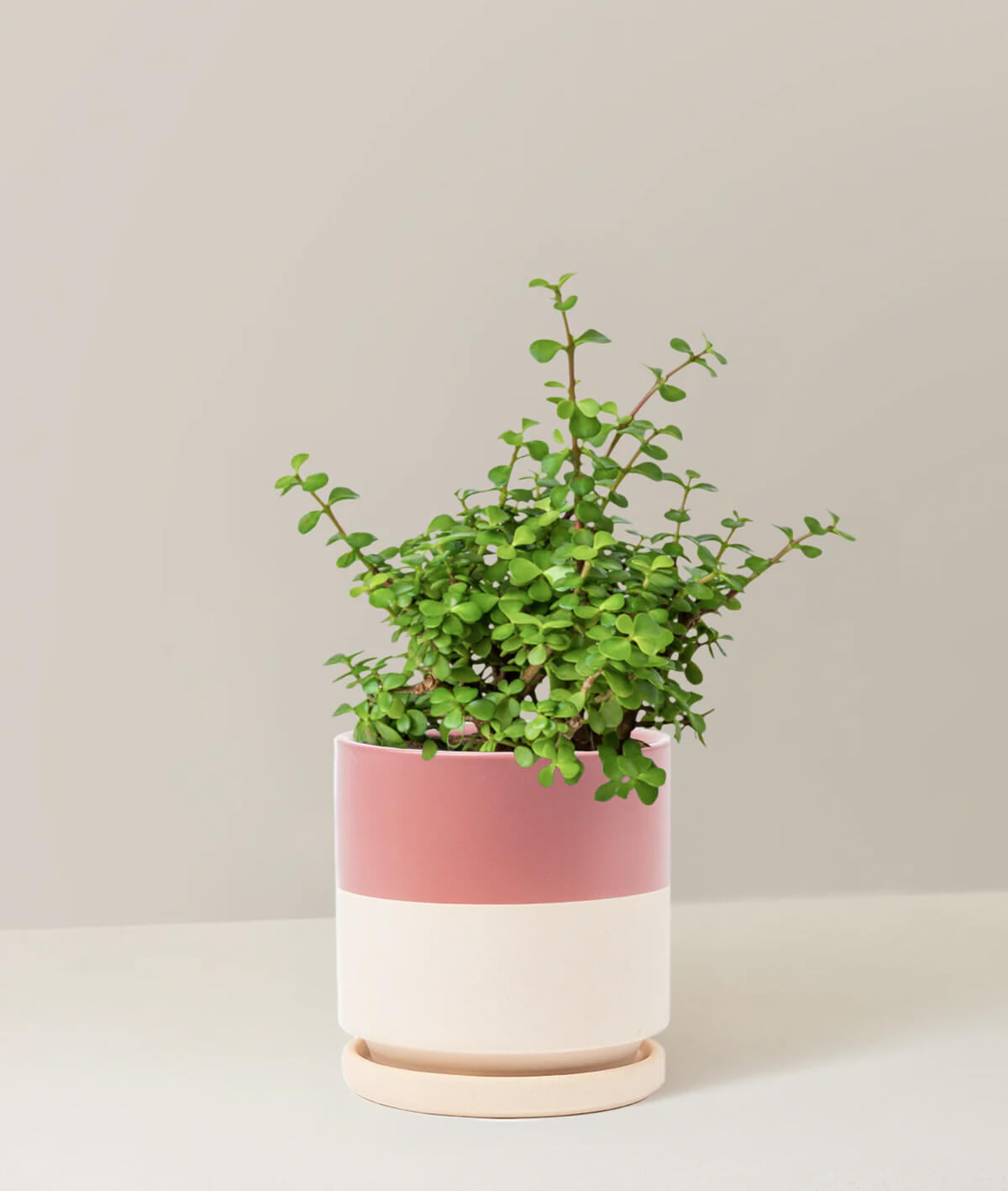 Elephant Bush Prosperity Plant