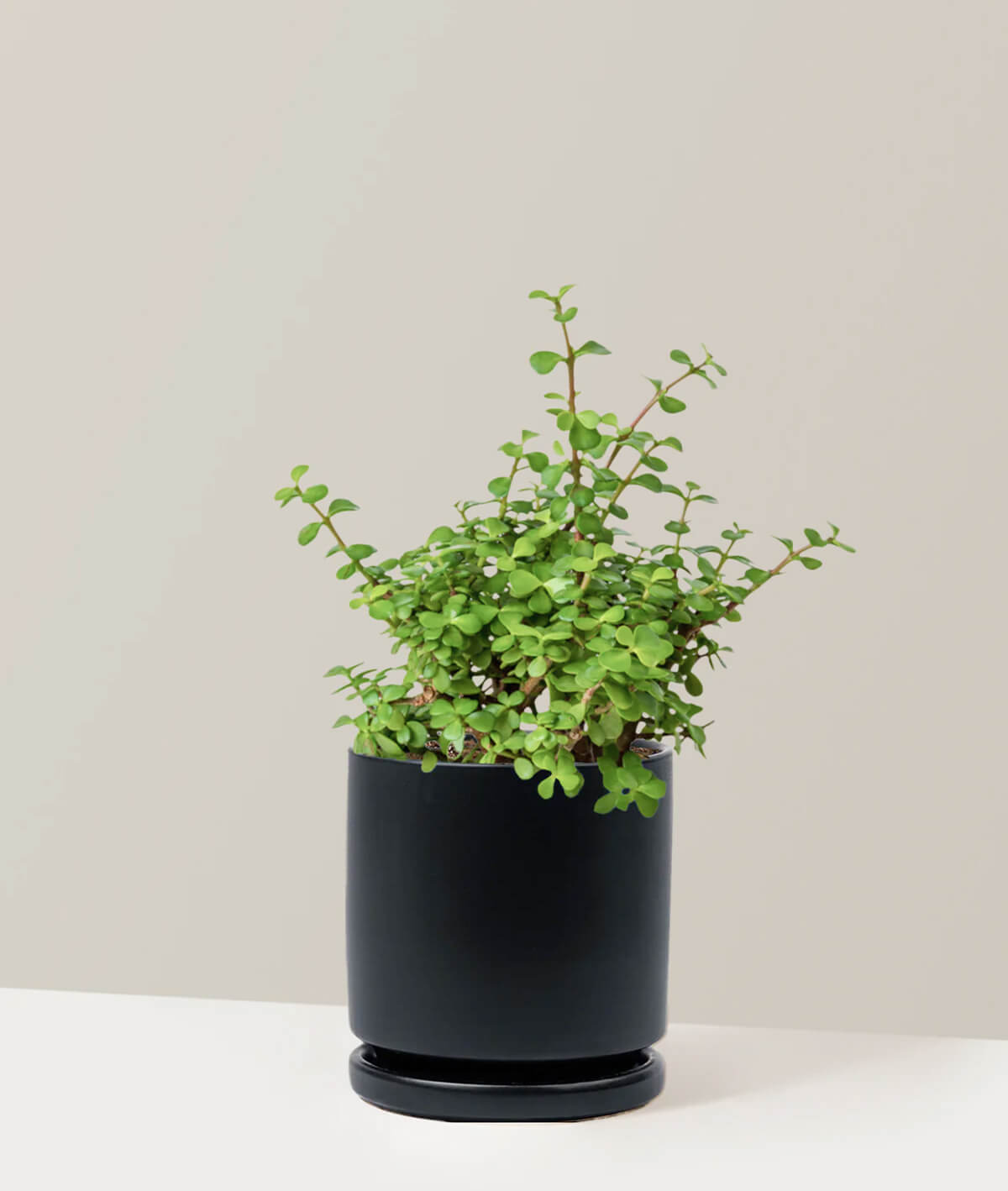 Elephant Bush Prosperity Plant