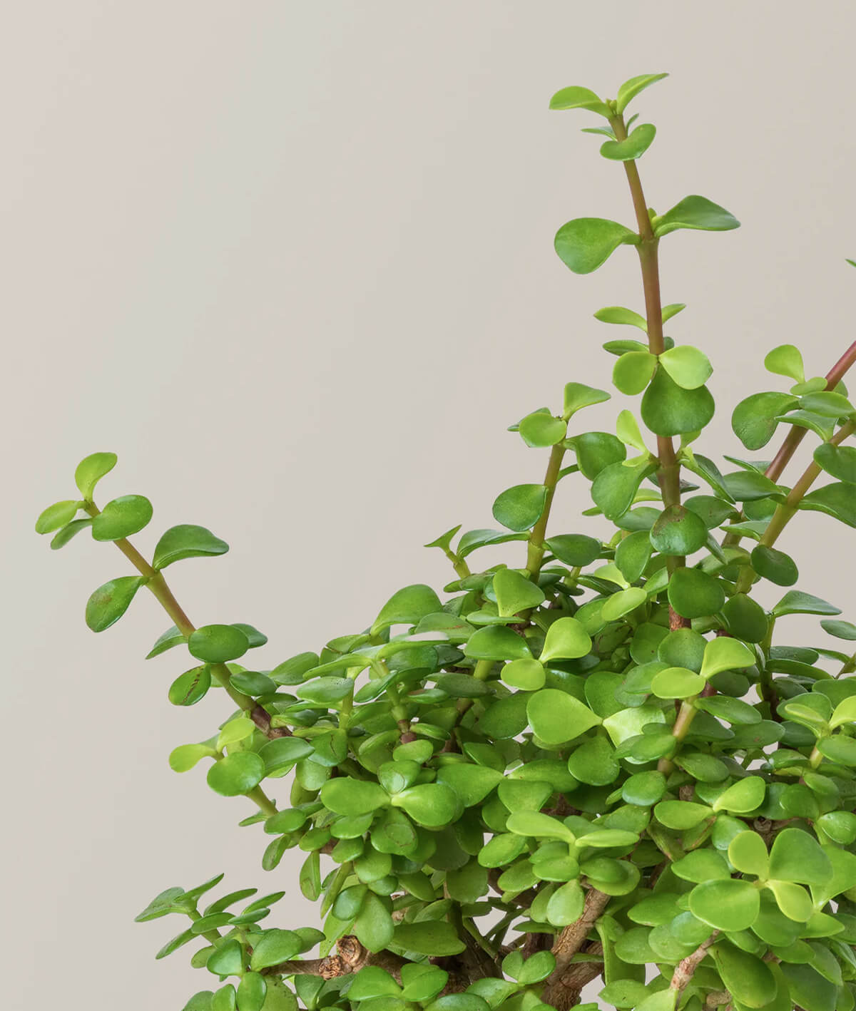Elephant Bush Prosperity Plant