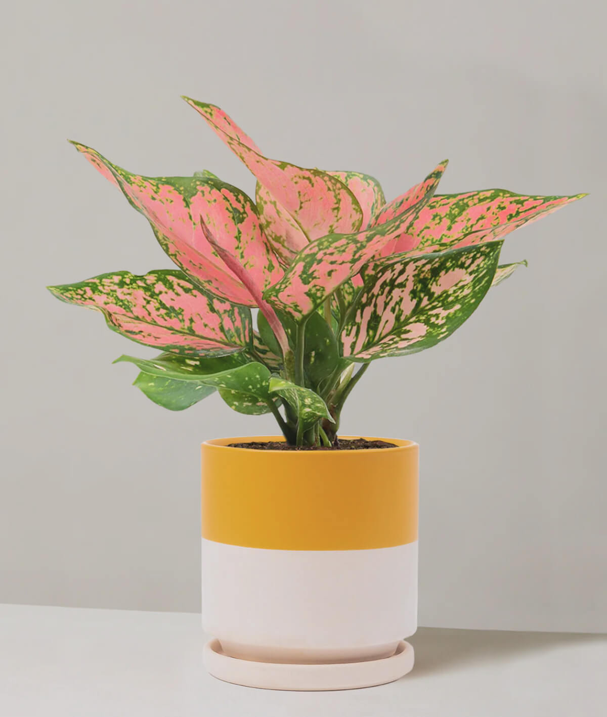 Aglaonema Wishes