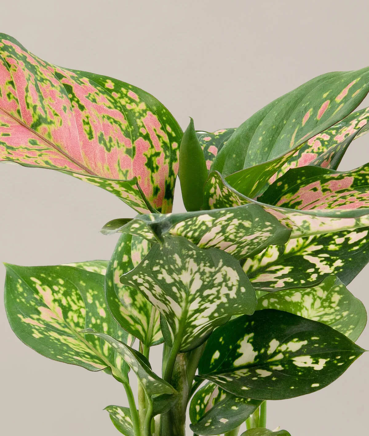 Aglaonema Wishes