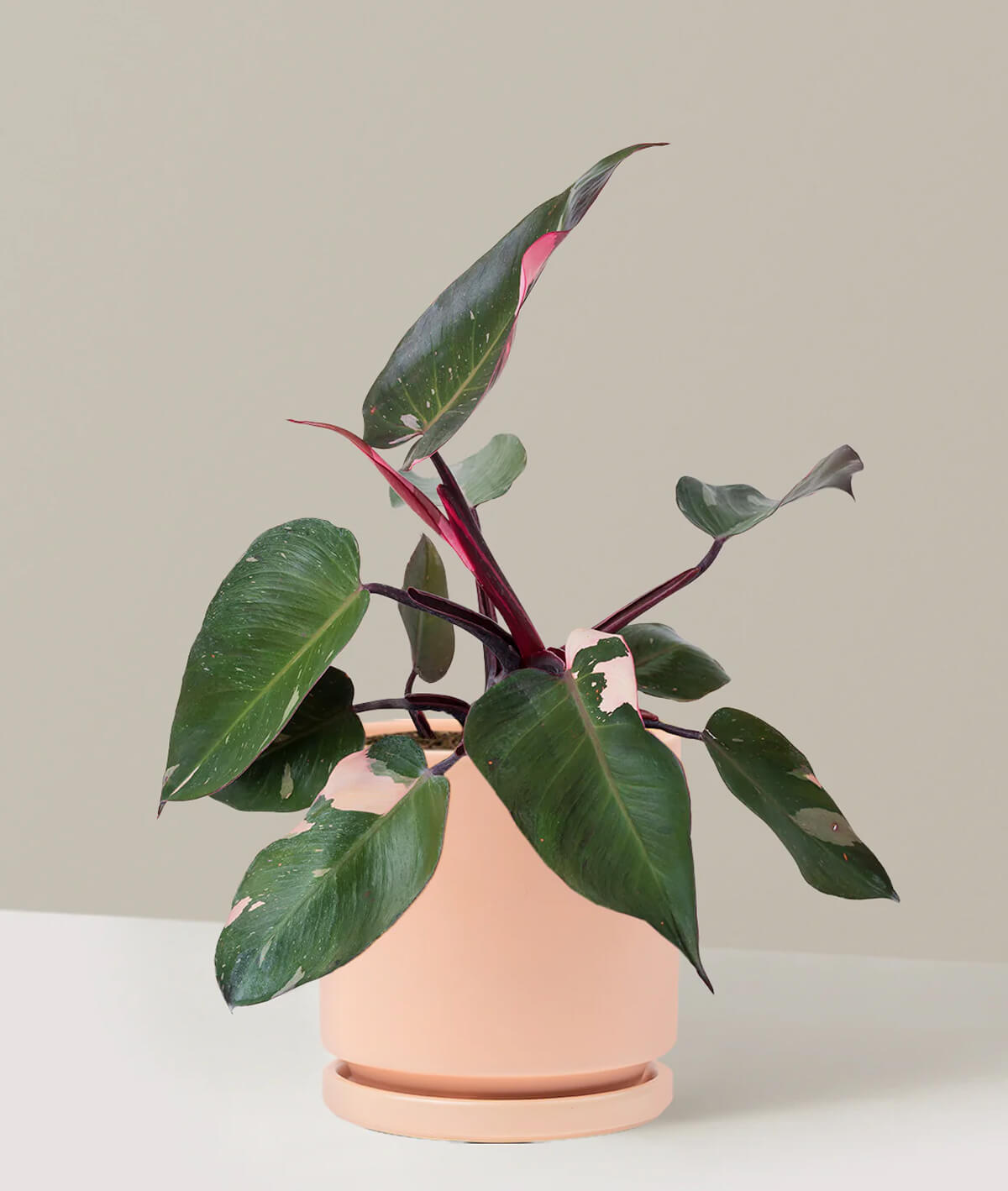 Philodendron Pink Princess
