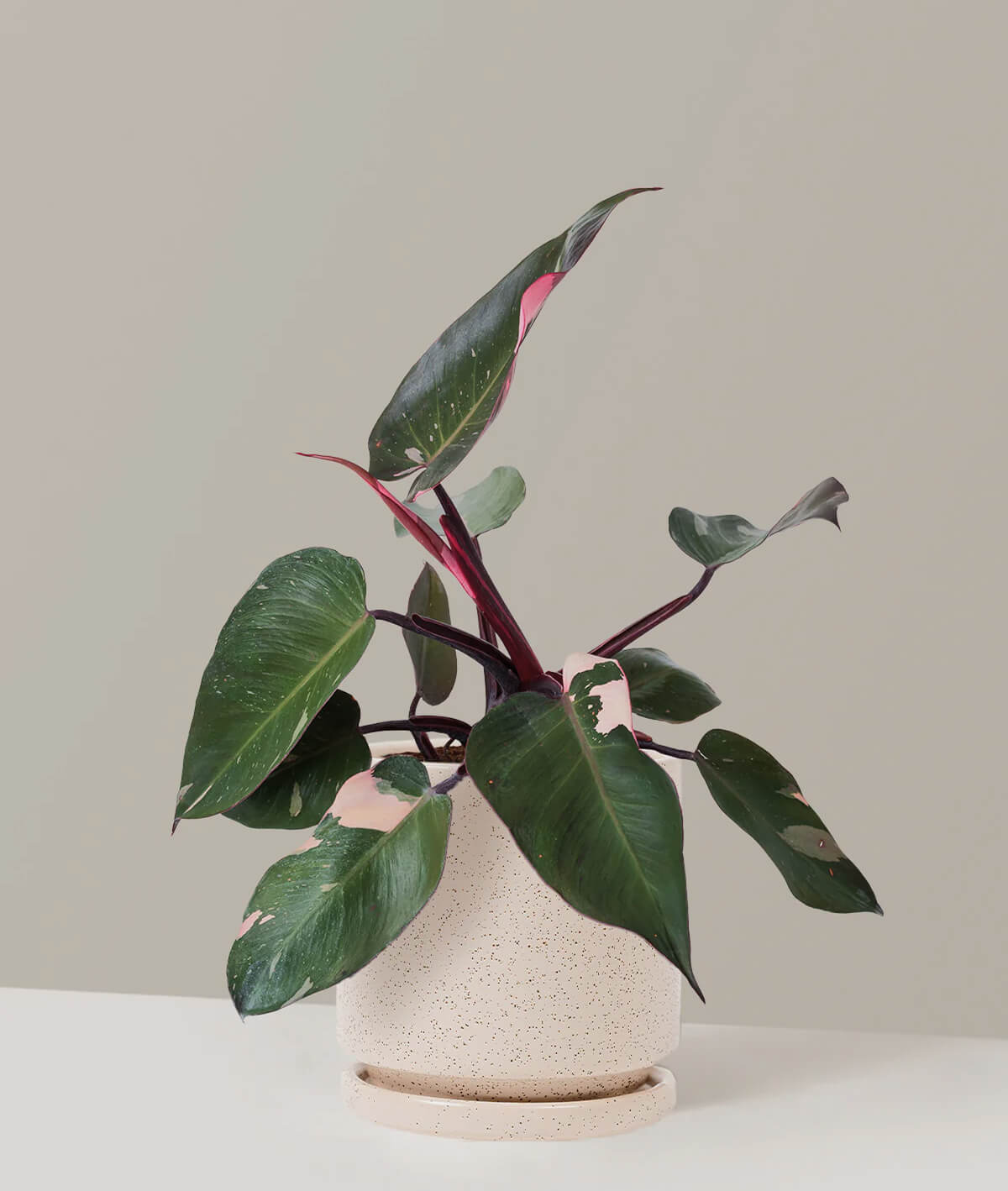 Philodendron Pink Princess