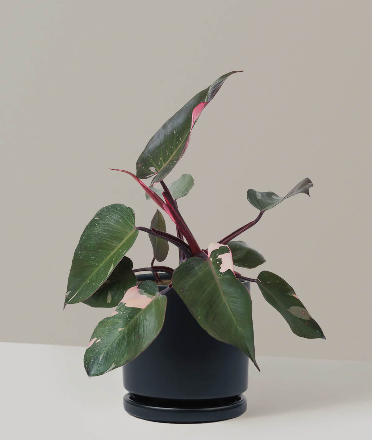 Philodendron Pink Princess