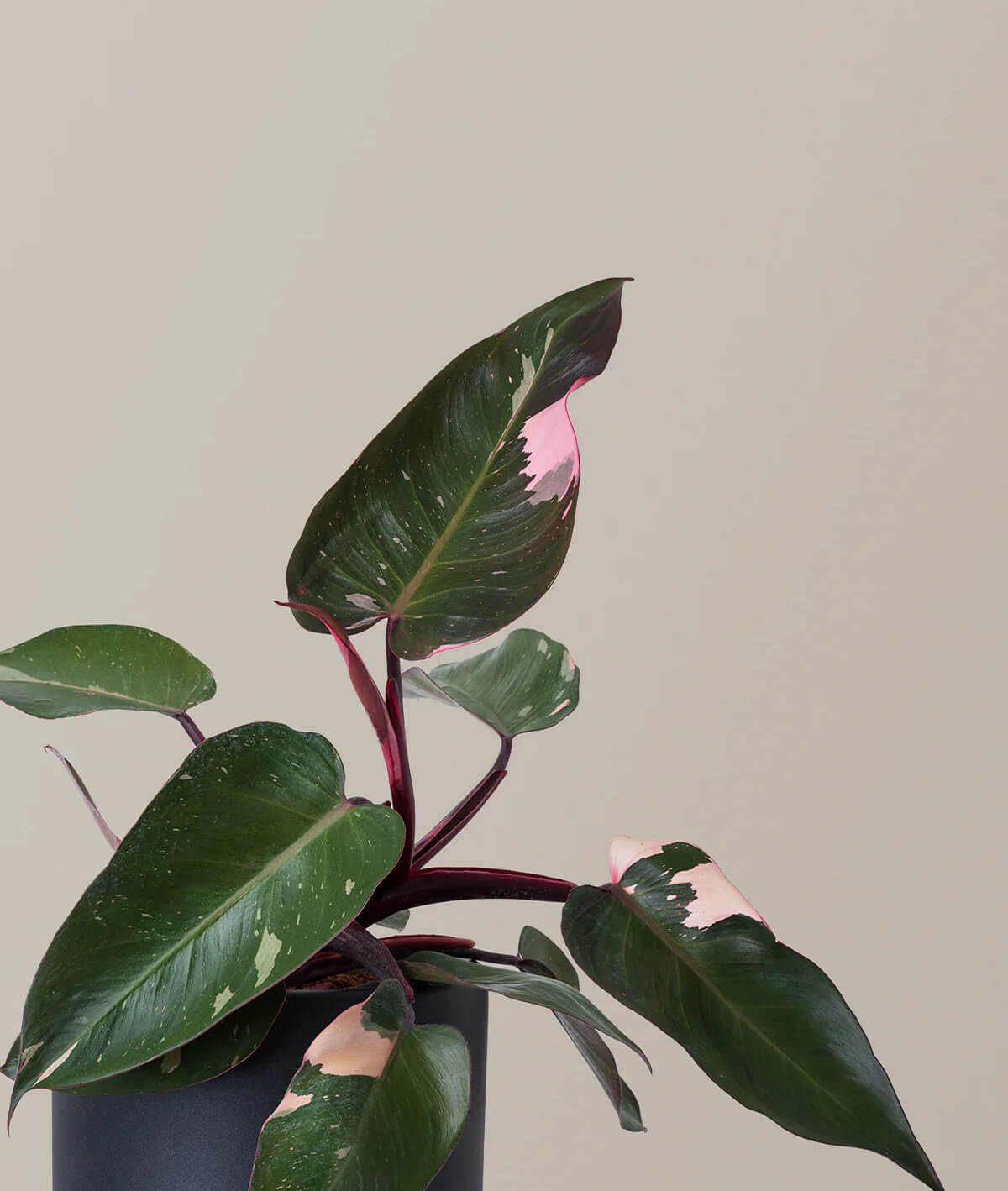 Philodendron Pink Princess