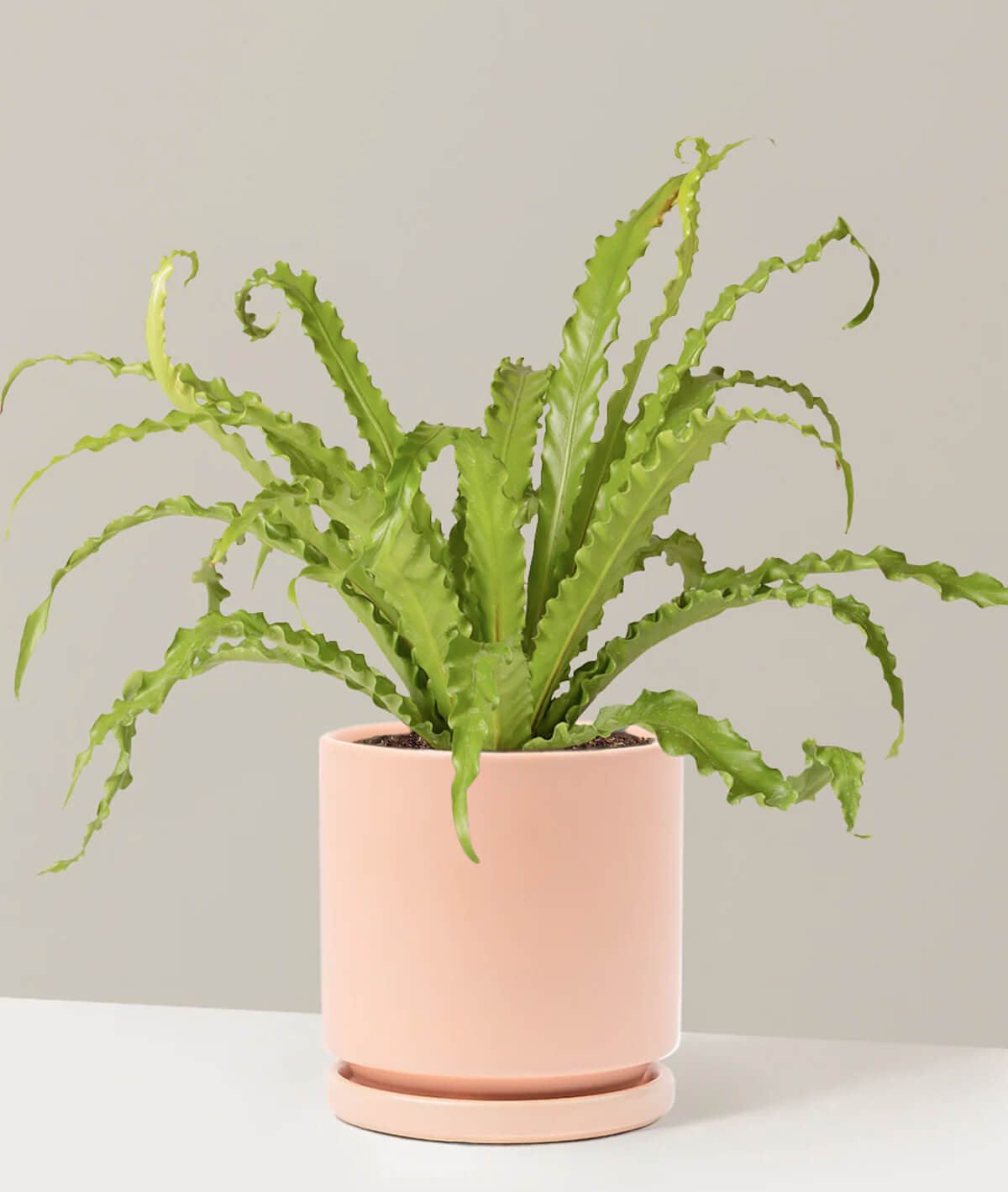 Bird’s Nest Fern