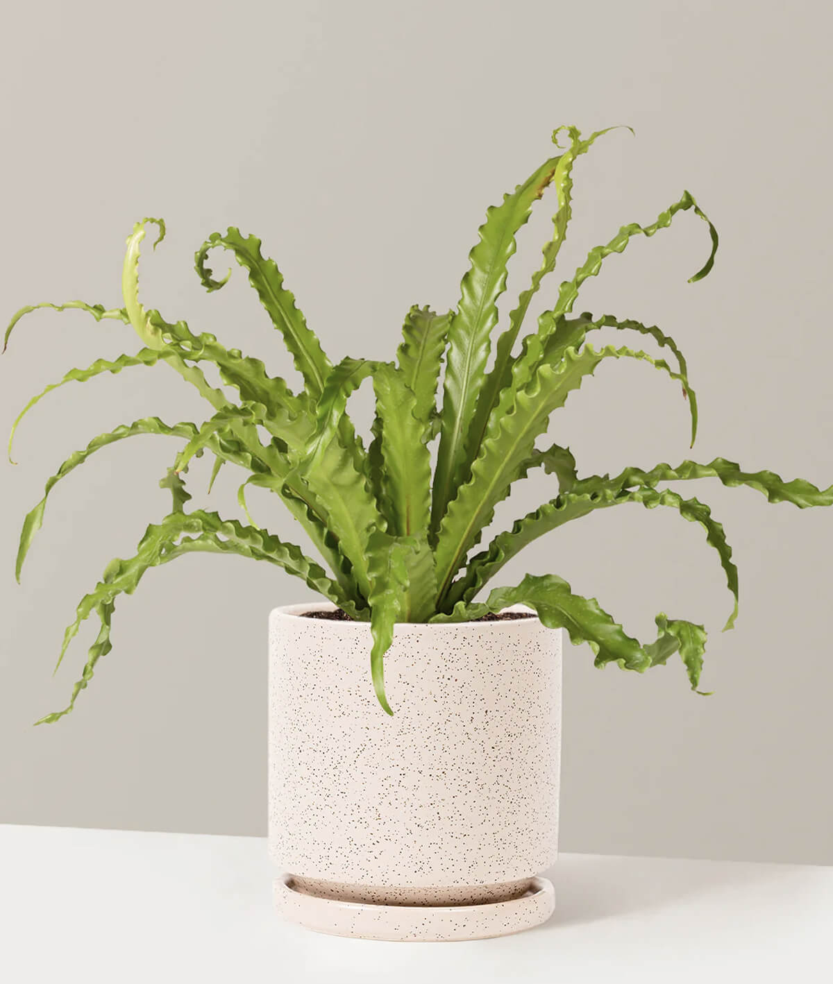 Bird’s Nest Fern