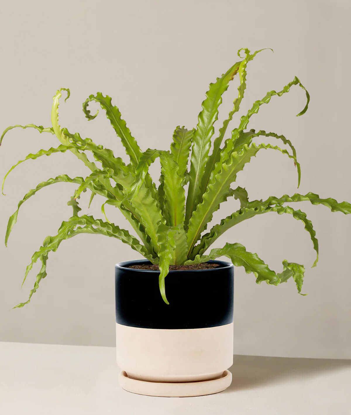 Bird’s Nest Fern