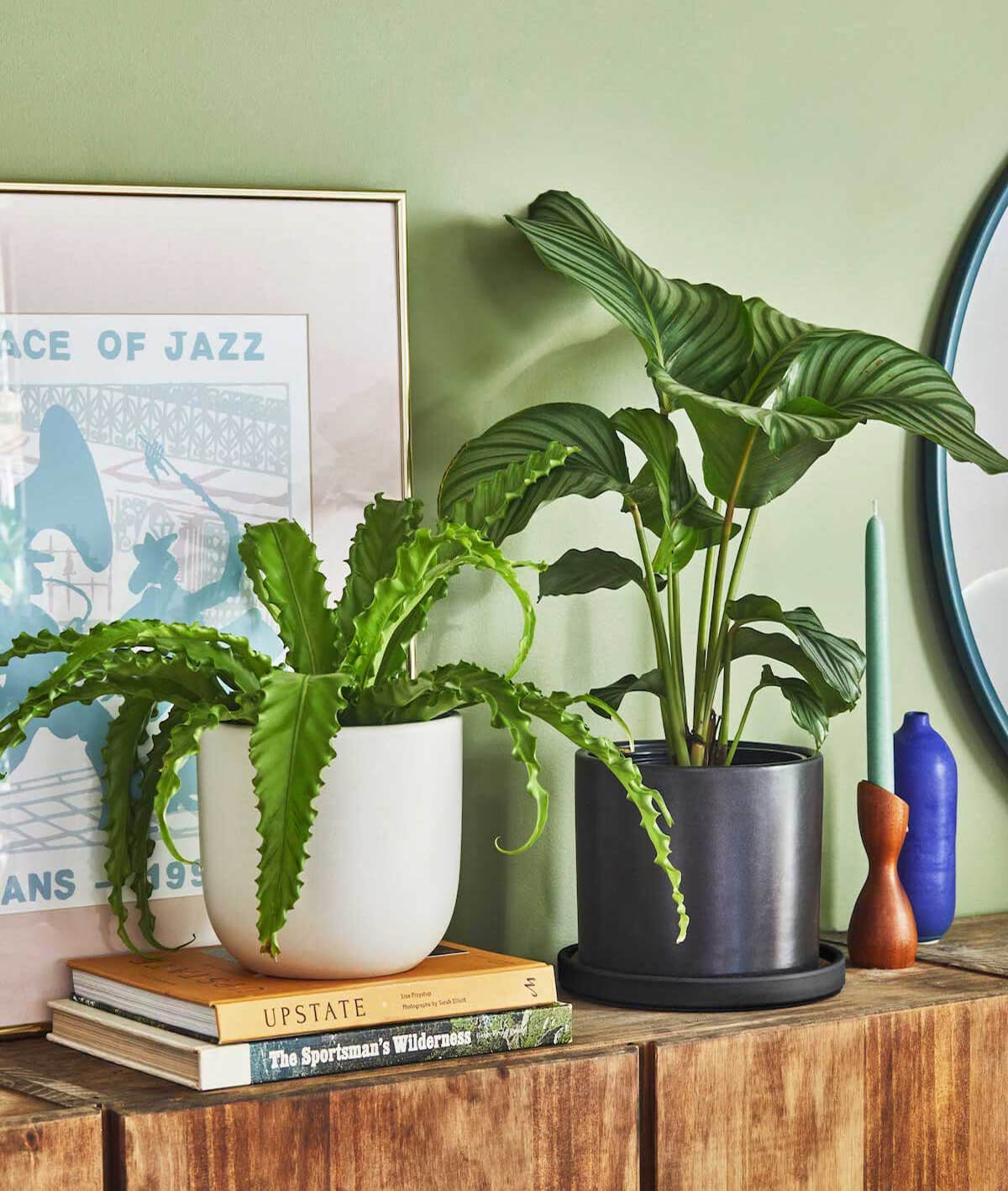 Bird’s Nest Fern