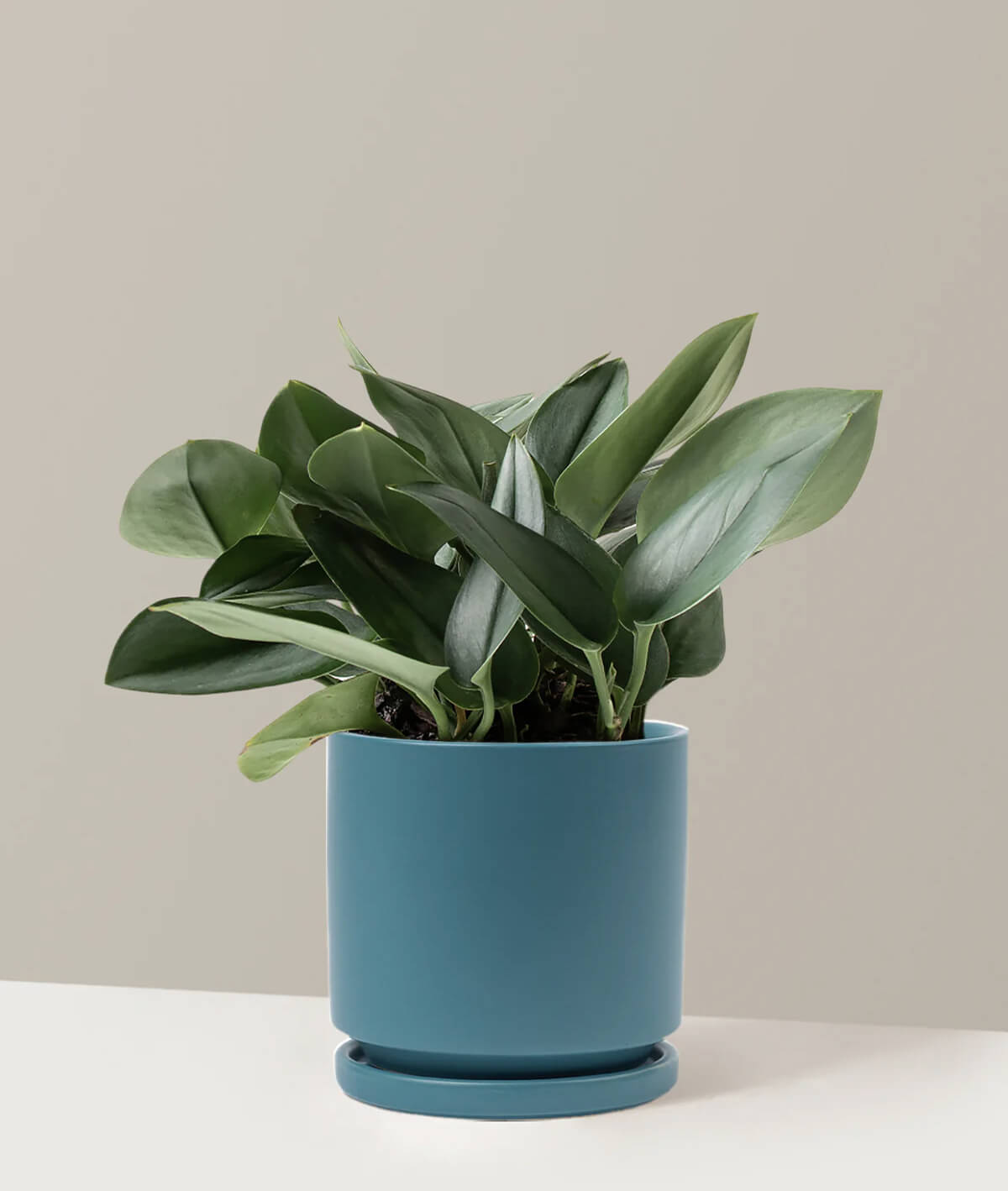 Pothos Sterling Silver