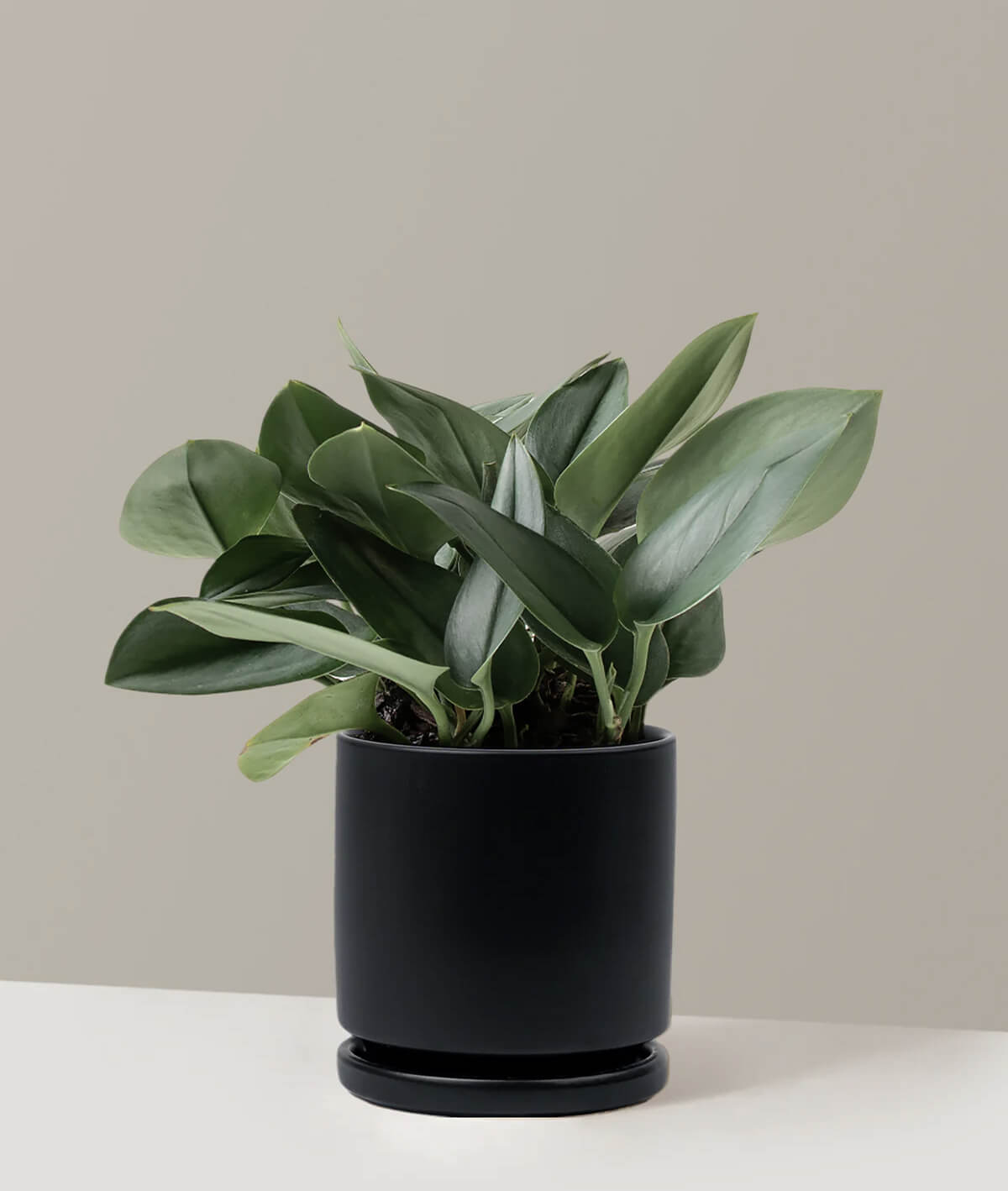 Pothos Sterling Silver