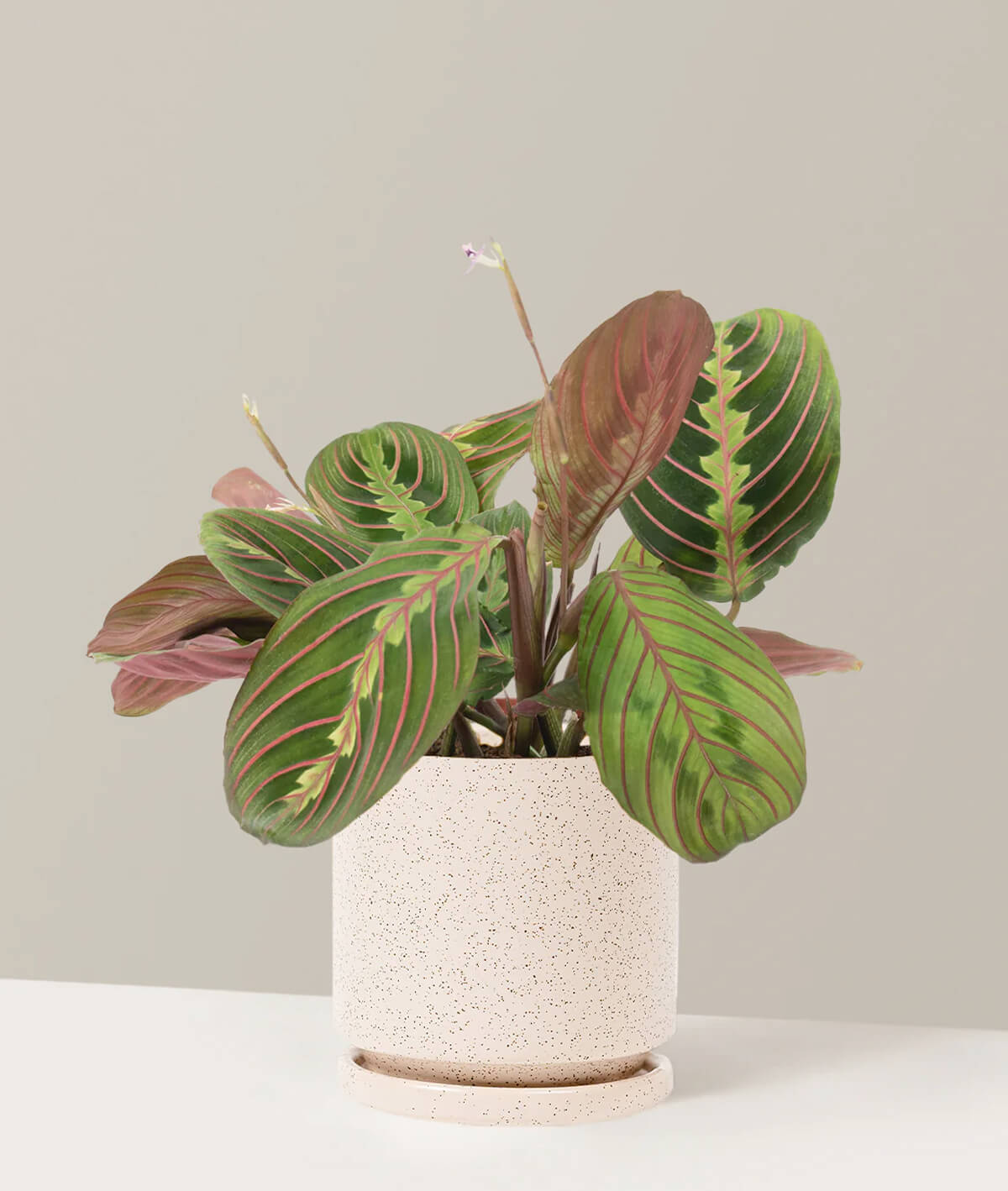 Red Prayer Plant
