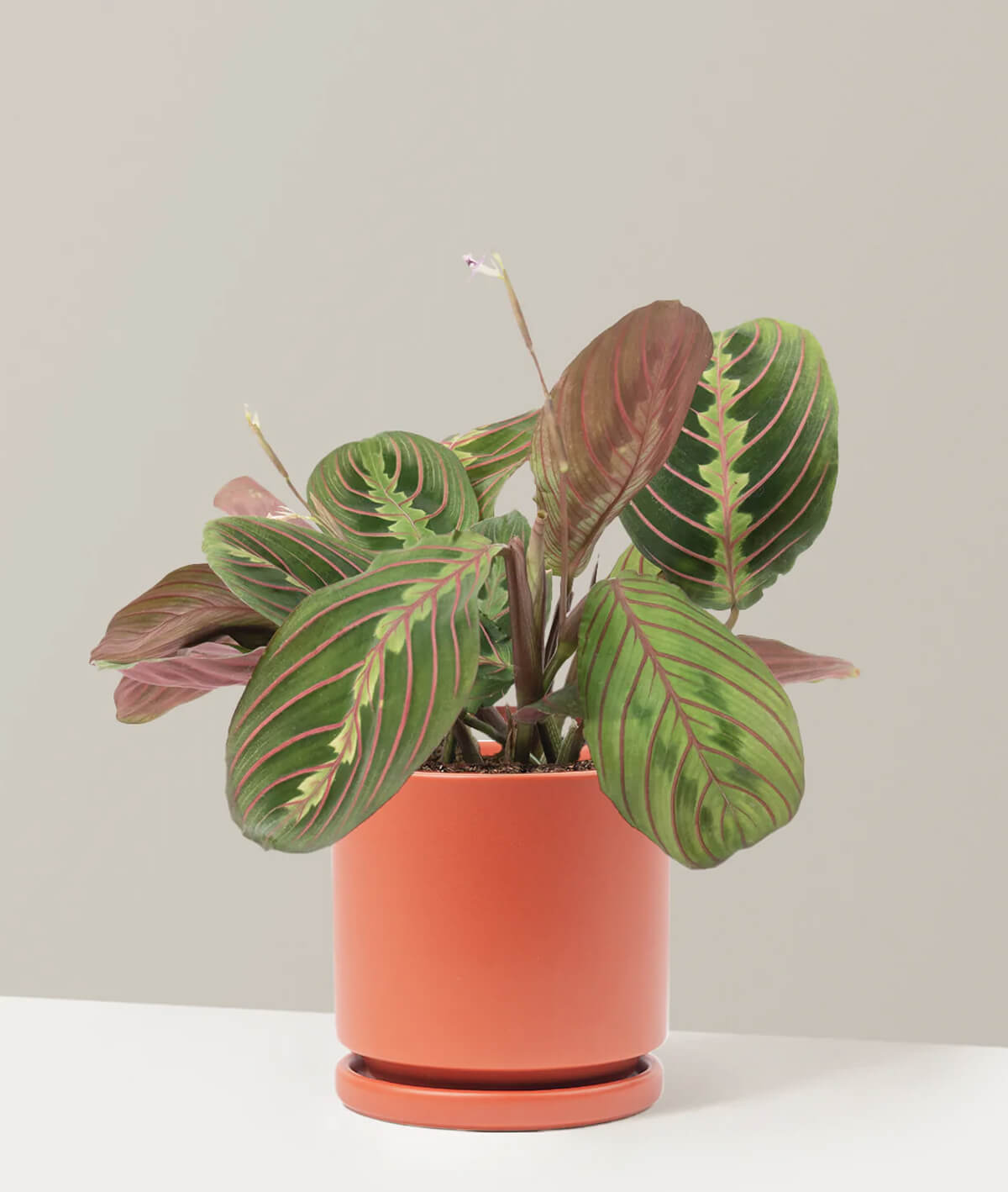 Red Prayer Plant