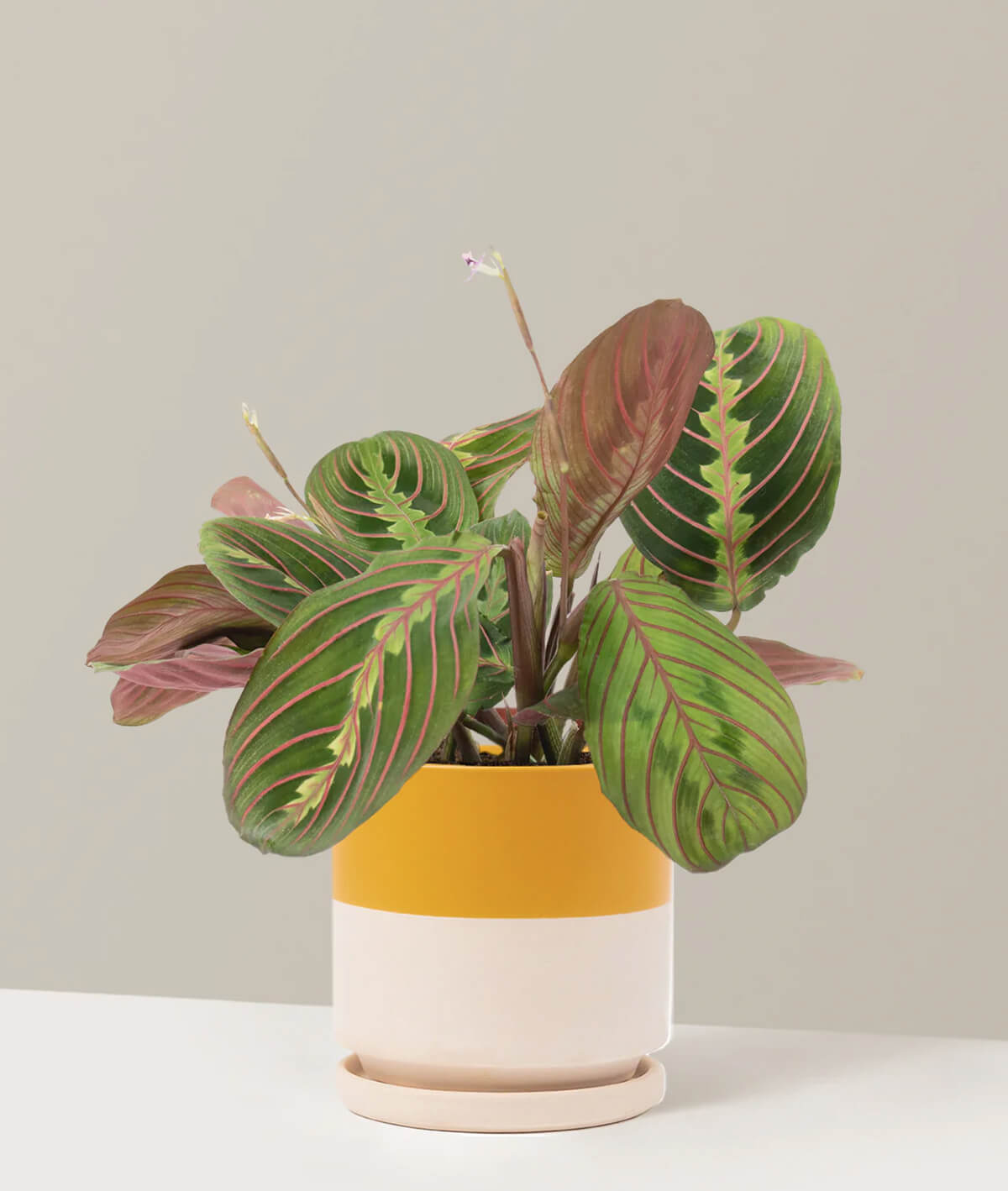 Red Prayer Plant