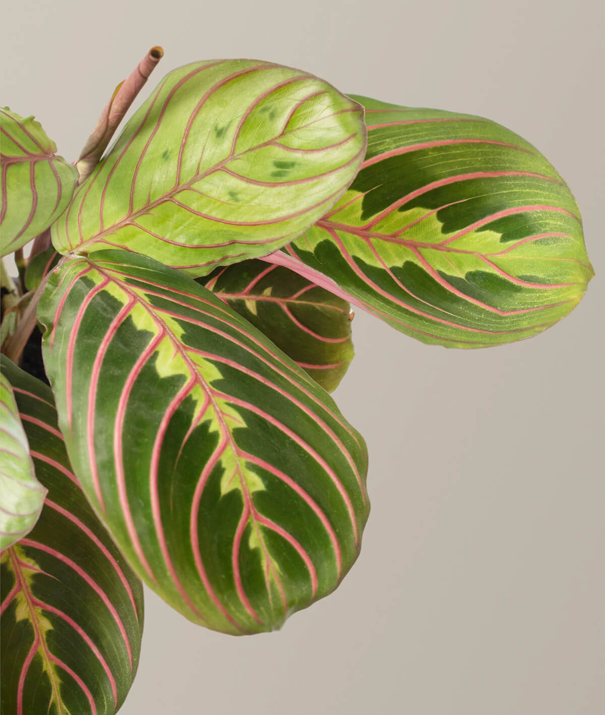 Red Prayer Plant