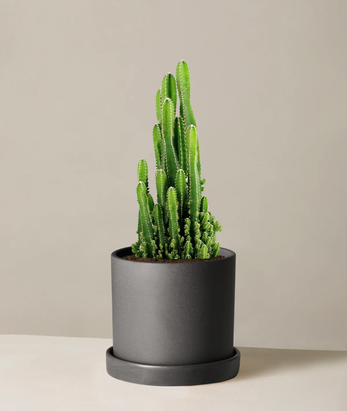 Fairy Castle Cactus