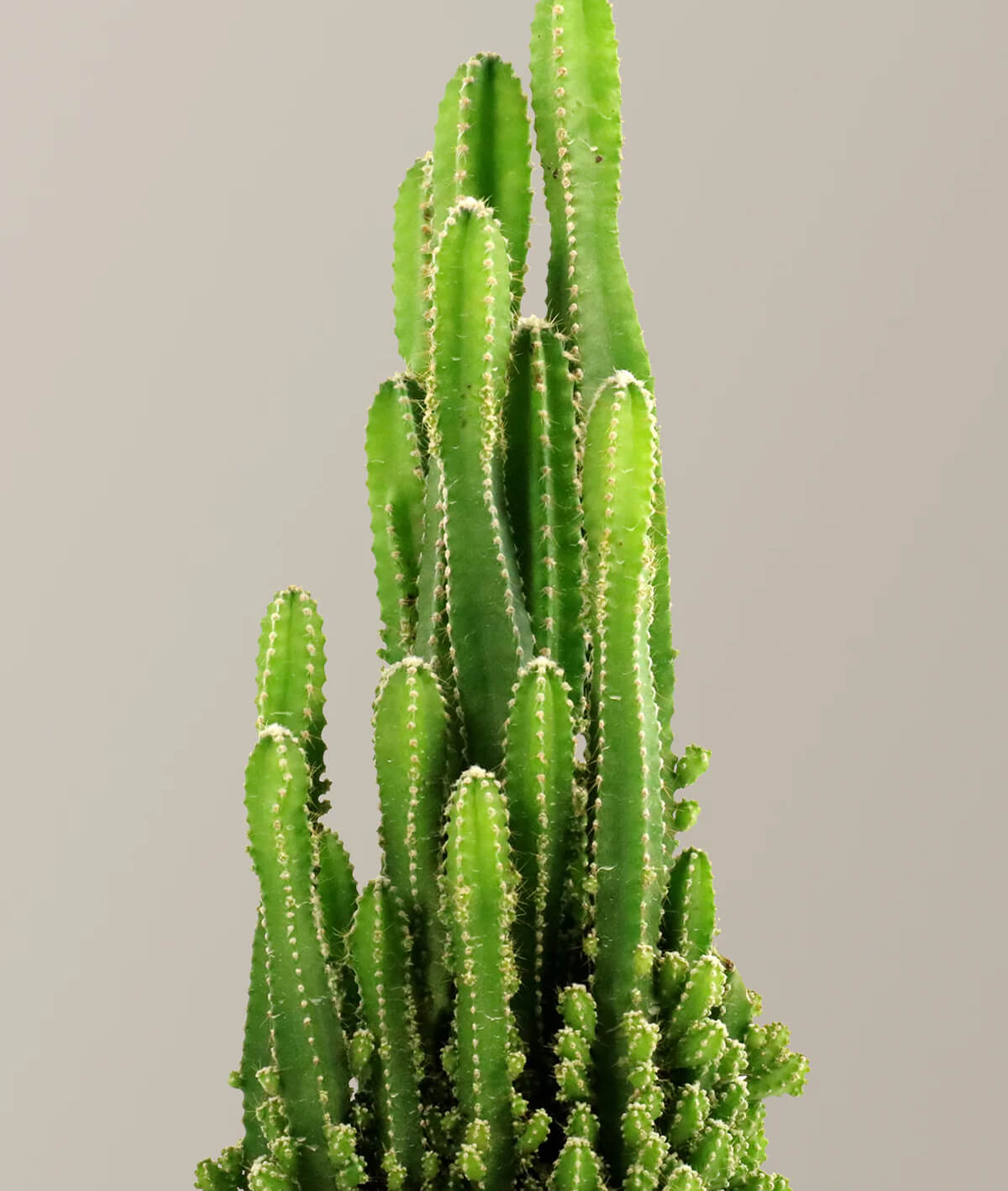 Fairy Castle Cactus
