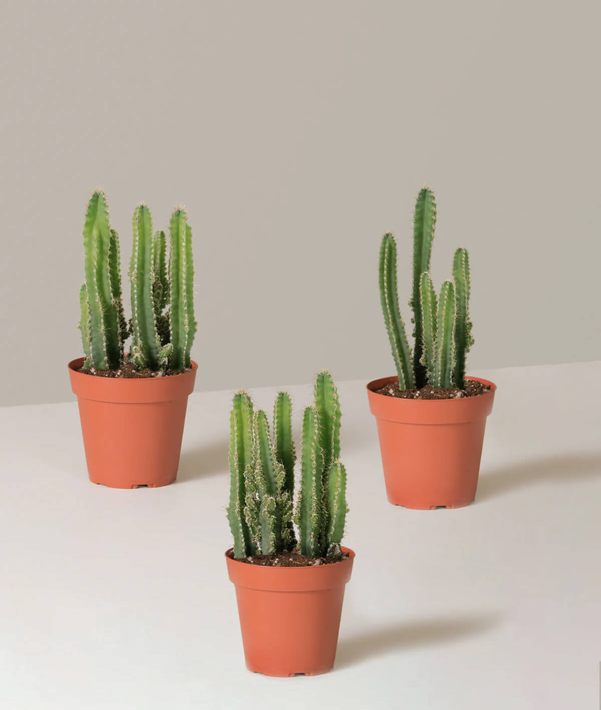 Fairy Castle Cactus