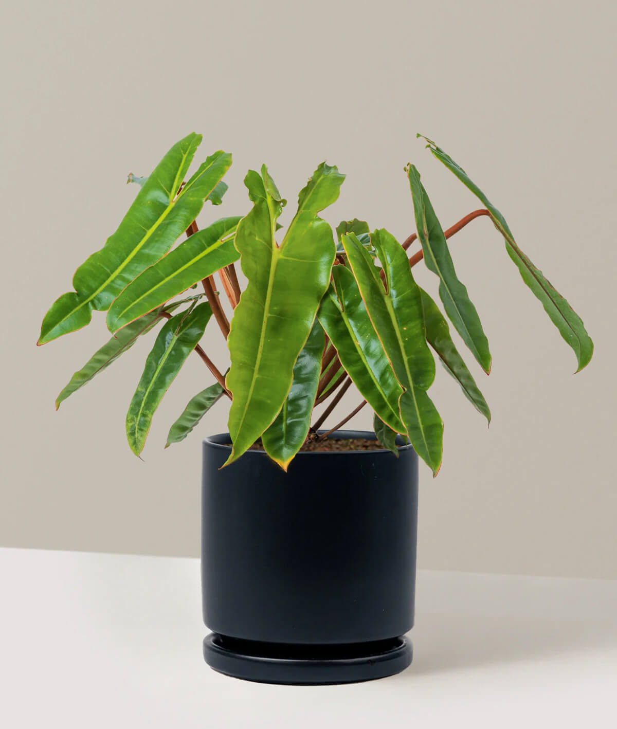 Philodendron Billietiae