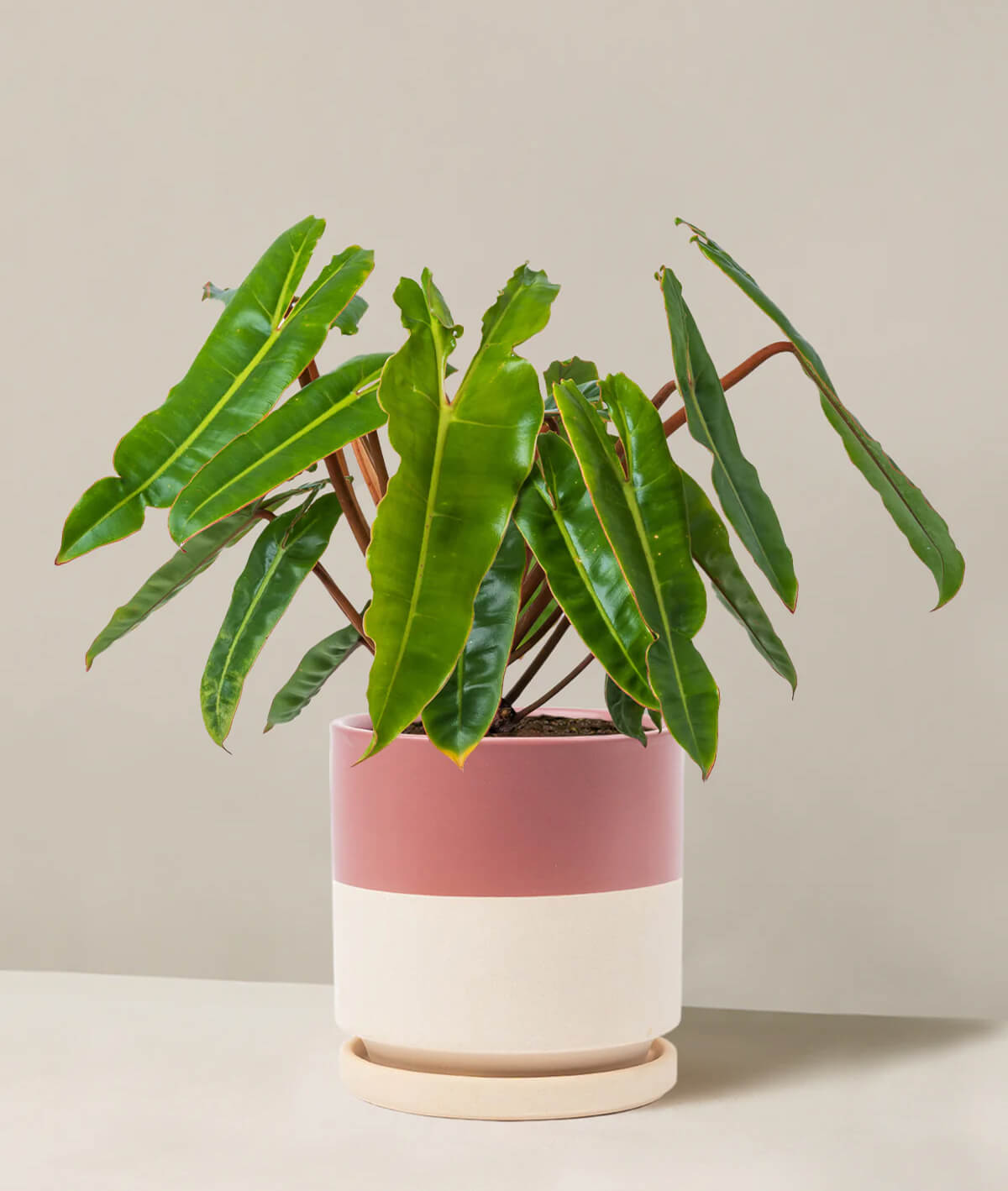 Philodendron Billietiae