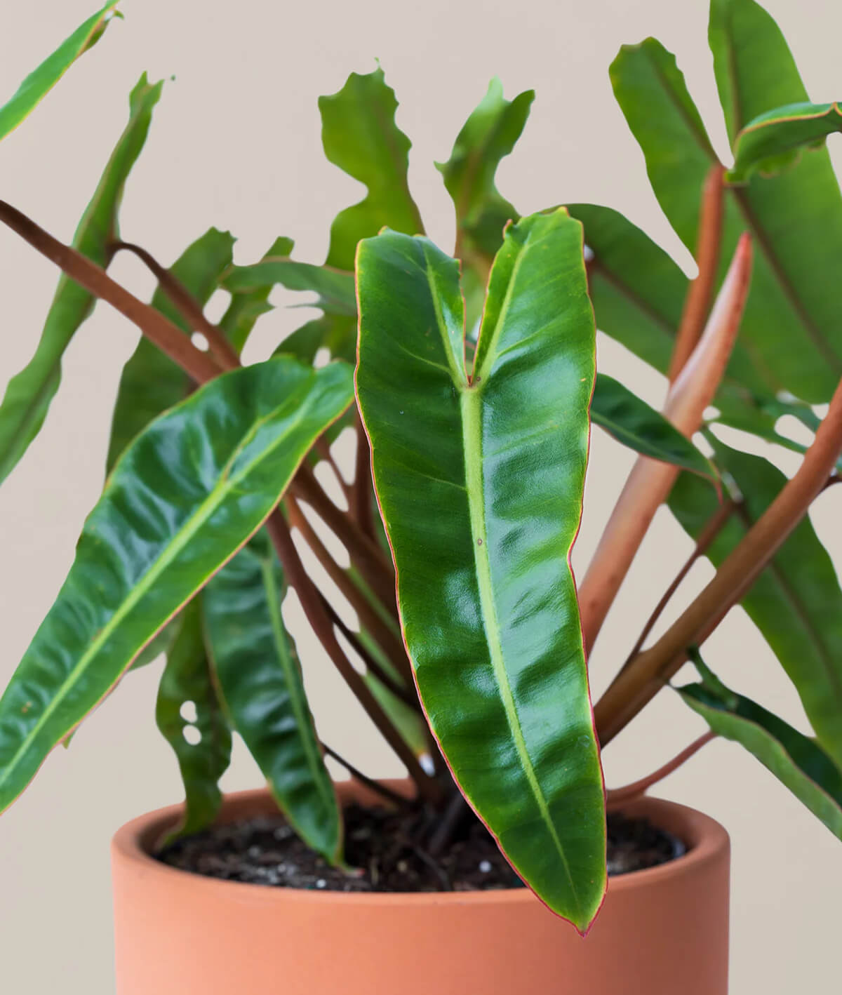 Philodendron Billietiae