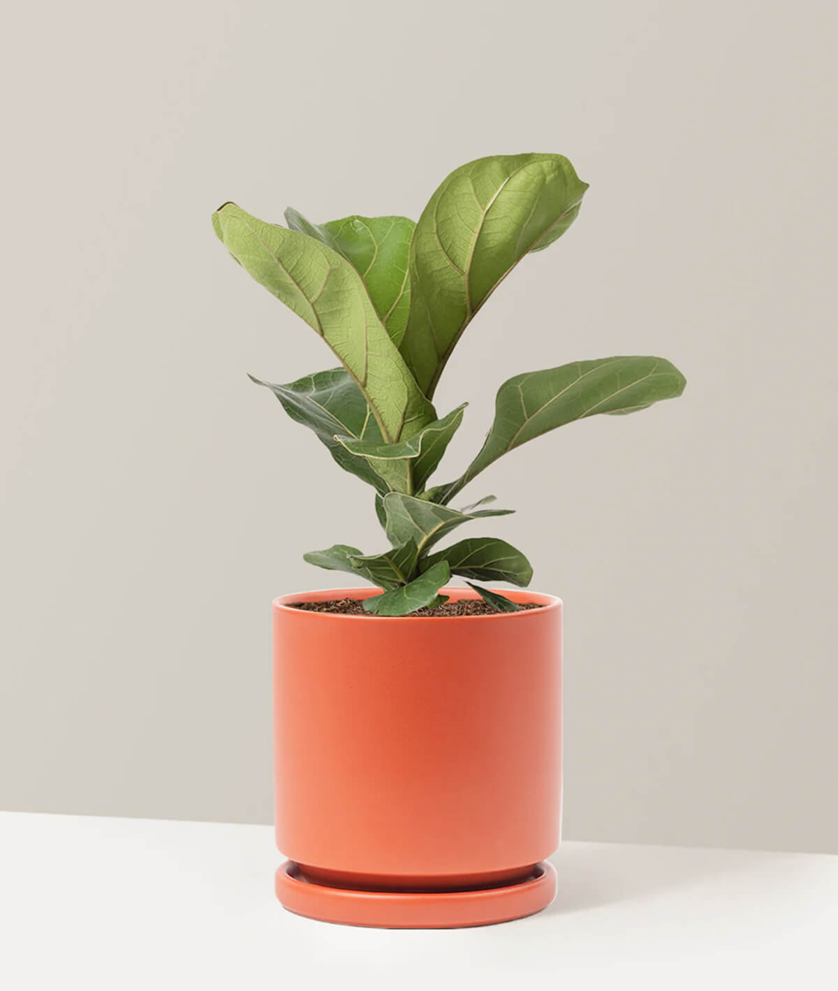 Fiddle Leaf Fig